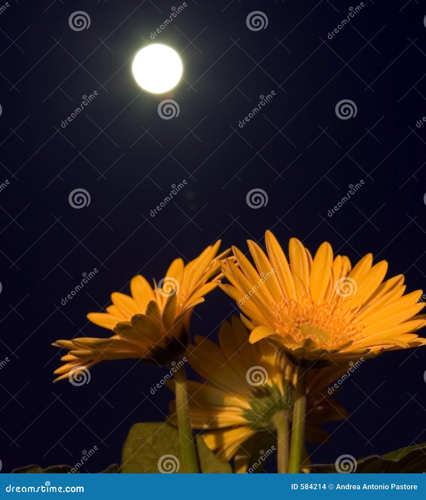 Flowers in the darkness stock photo. Image of petal, close 584214