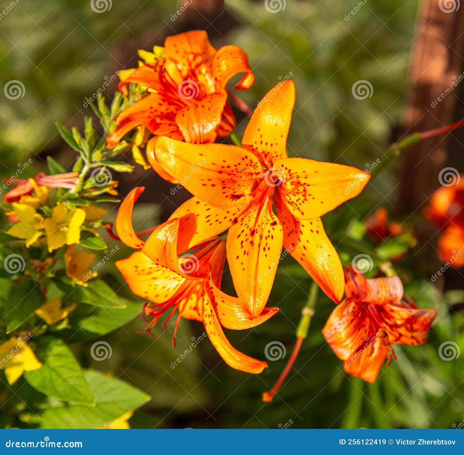 Flowers of the Daurian Lily, or Pennsylvania Lily (Latin Lilium ...