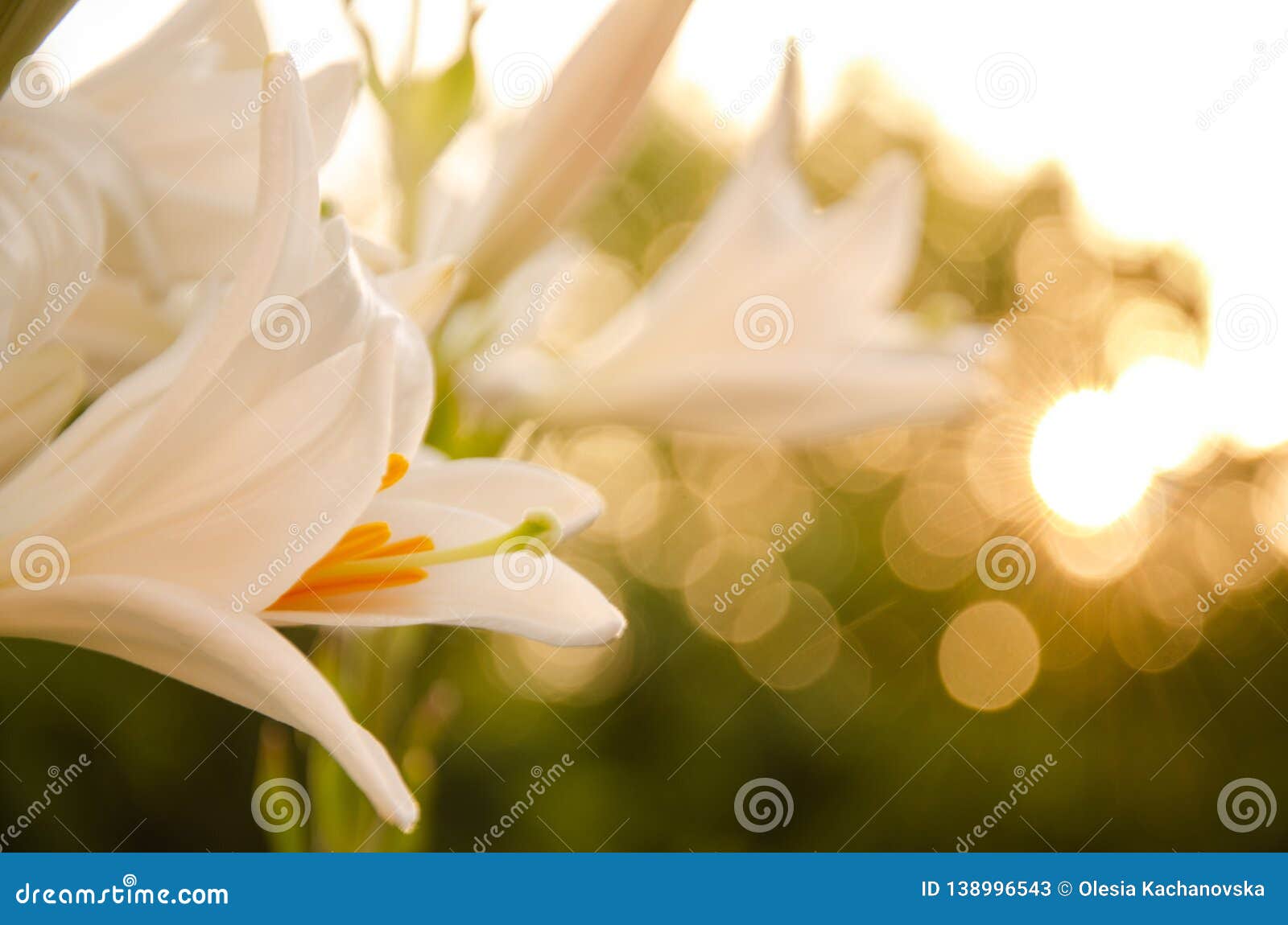 flowers at dawn