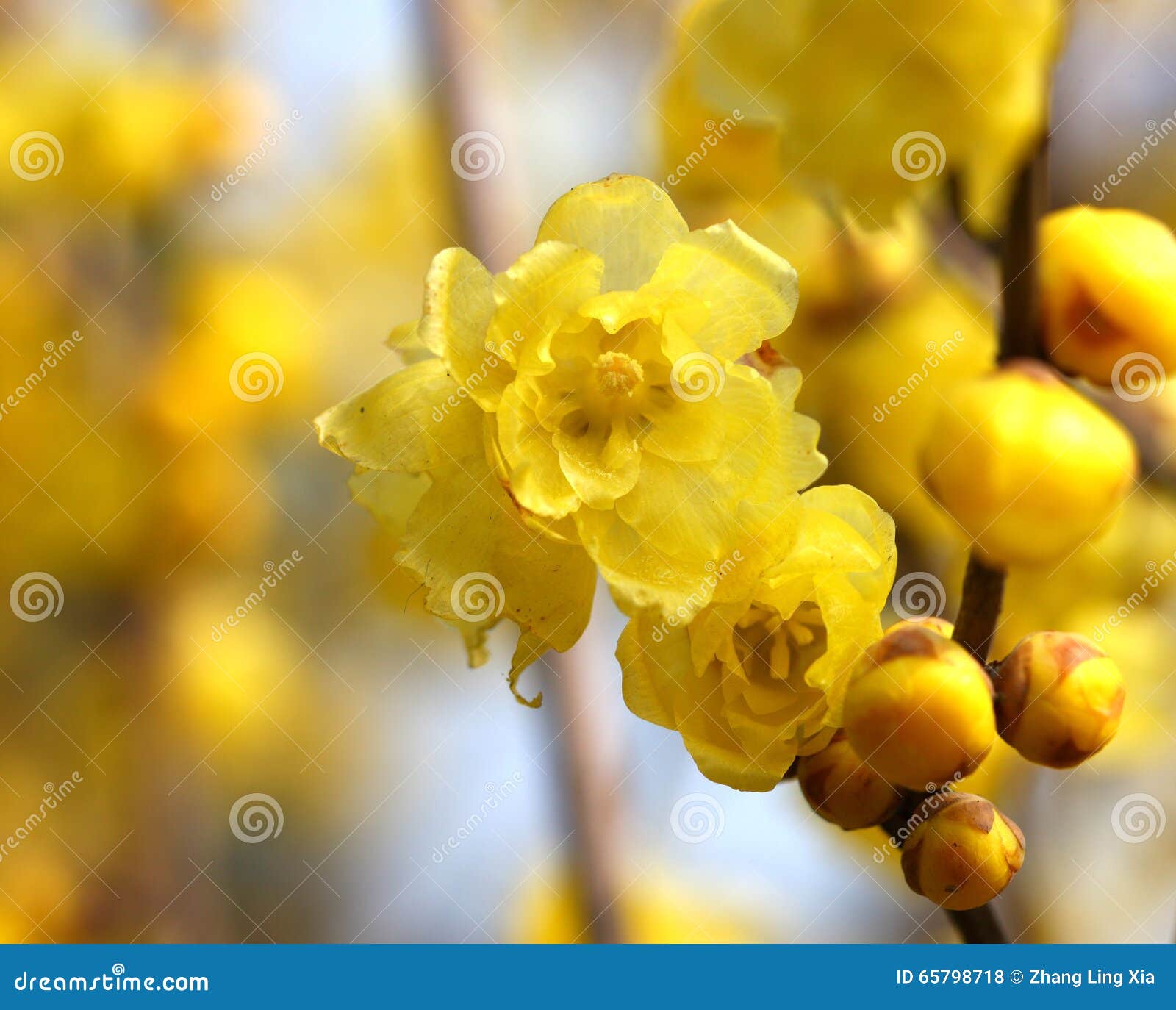 Flowers in December stock photo. Image of purple, collecting 65798718