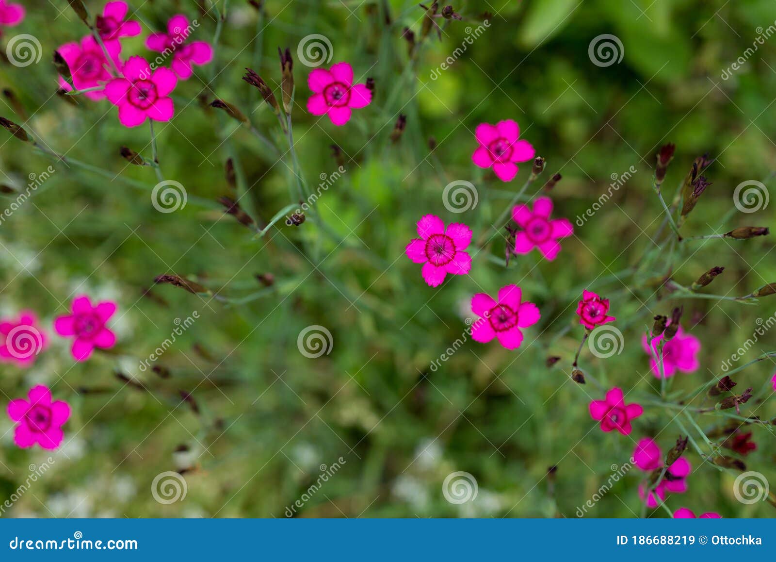 flowers dianthus deltoids