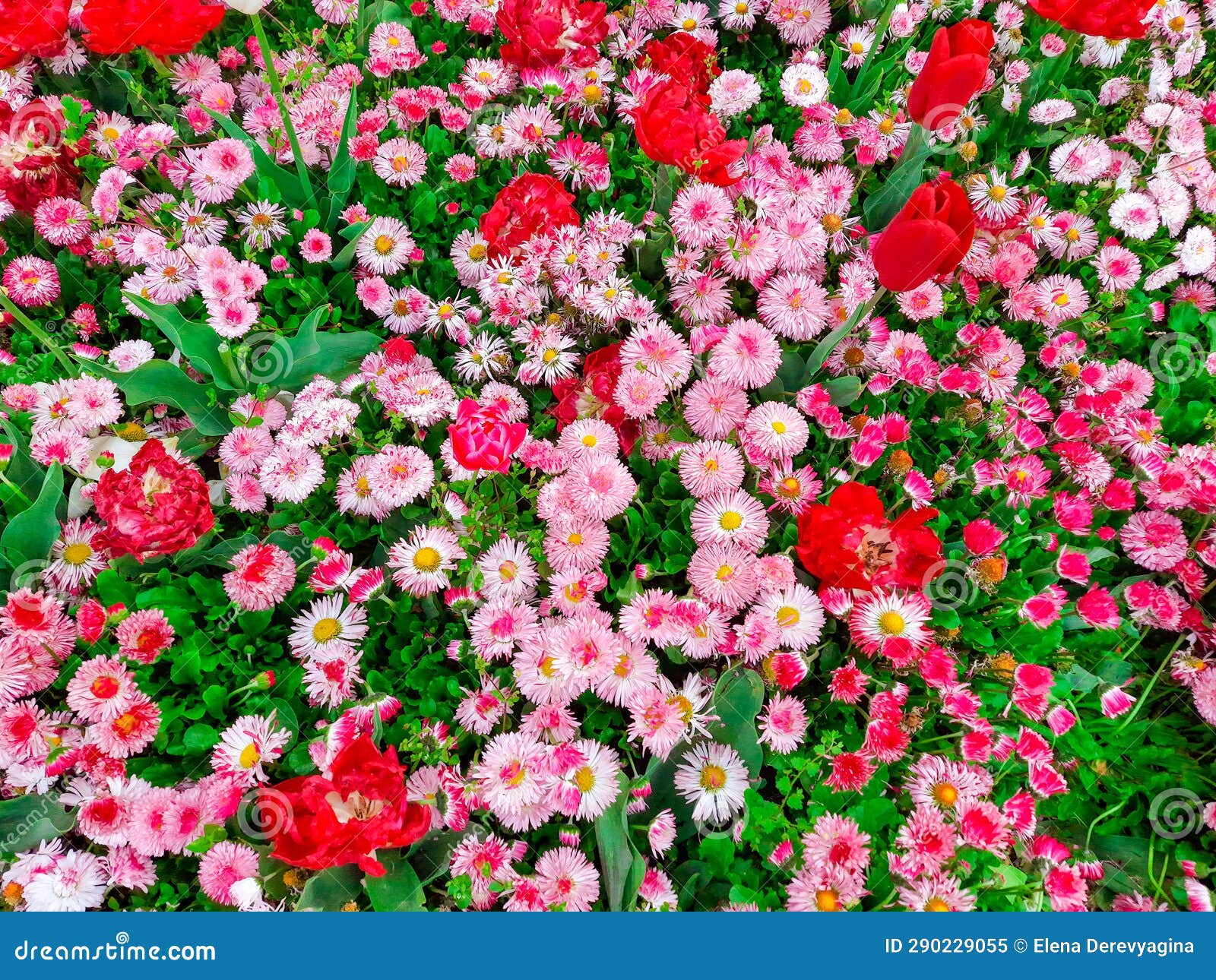 Flowers Different, Pink and Red Buds on Flower Bed Top View, Background