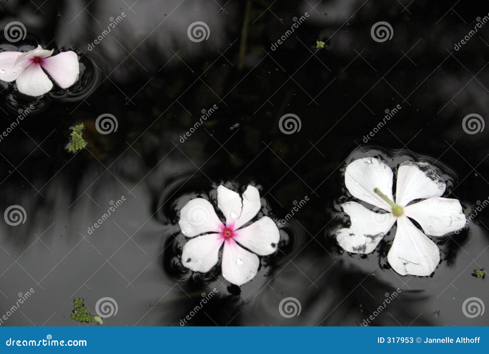 Flowers drifting in water stock image. Image of garden 317953