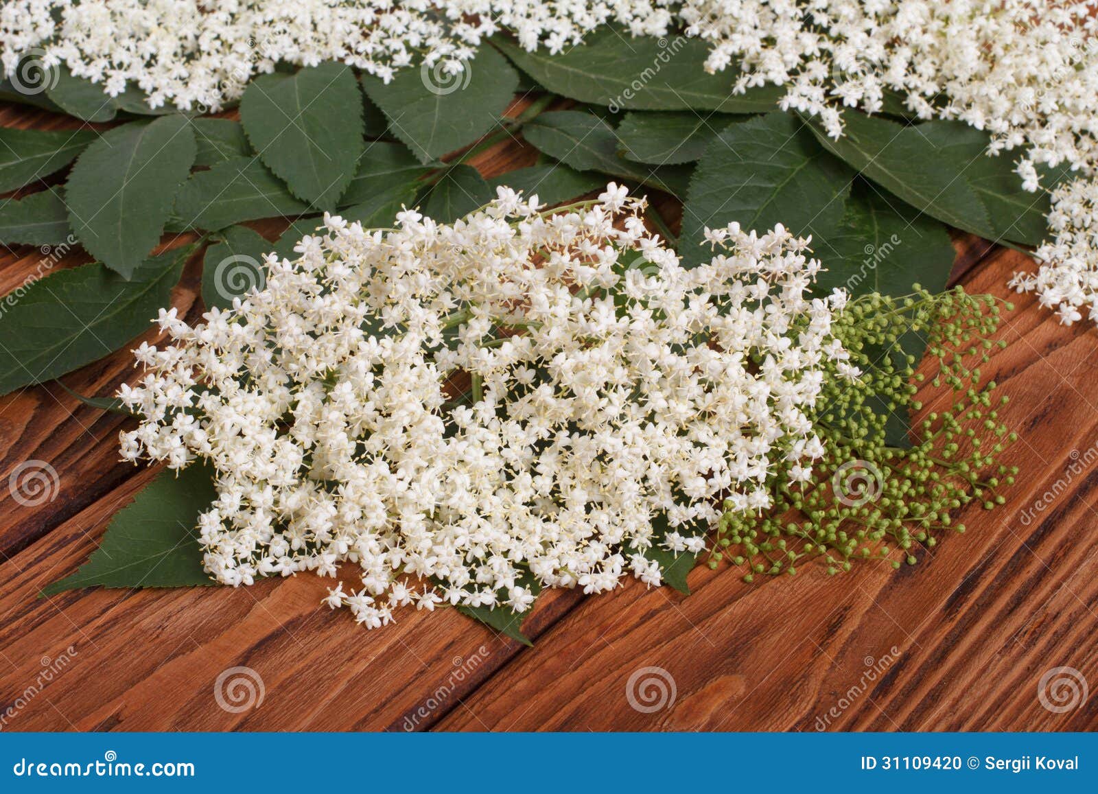 Flowers of Elderberry with Green Leaves Stock Photo Image of leaf