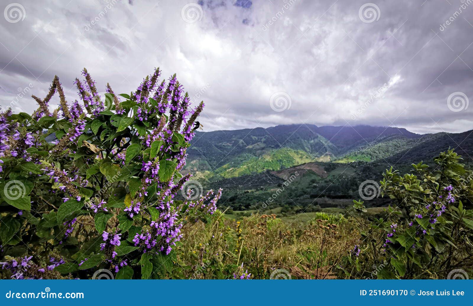 flowers at eolicas, escazu costa rica