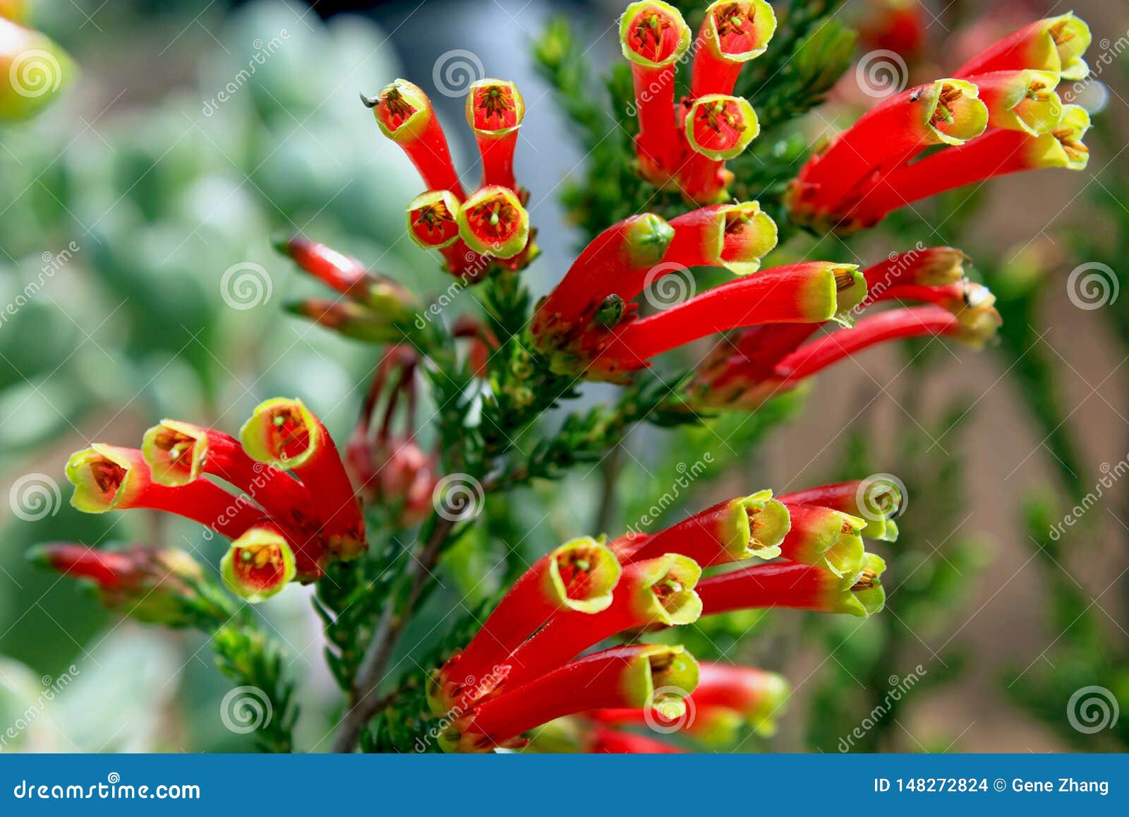 flowers of erica densifolia, garden flower, south africa