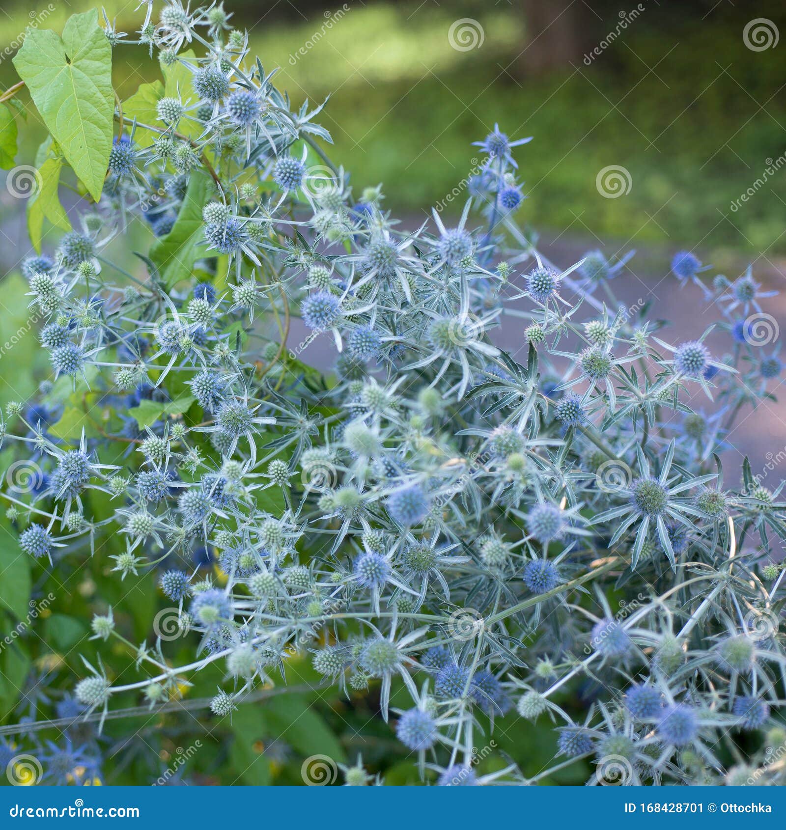 Flowers Eryngium planum stock image. Image of beautification 168428701