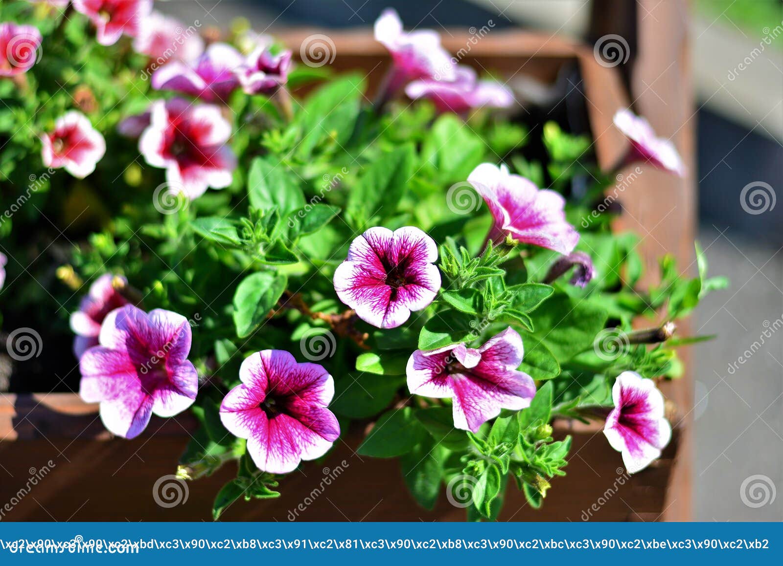 the pot plants. these flowers are nice