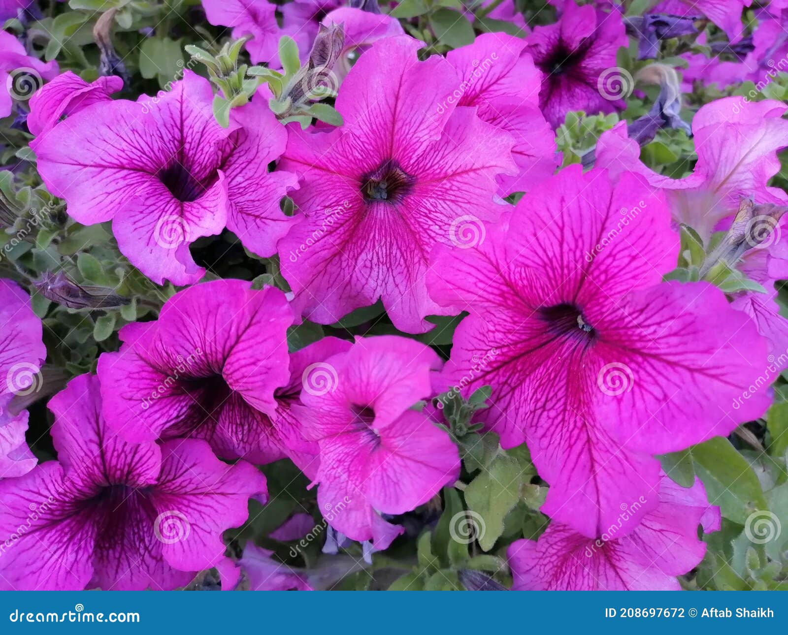 Flowers express Love stock photo. Image of pink, zoomin 208697672