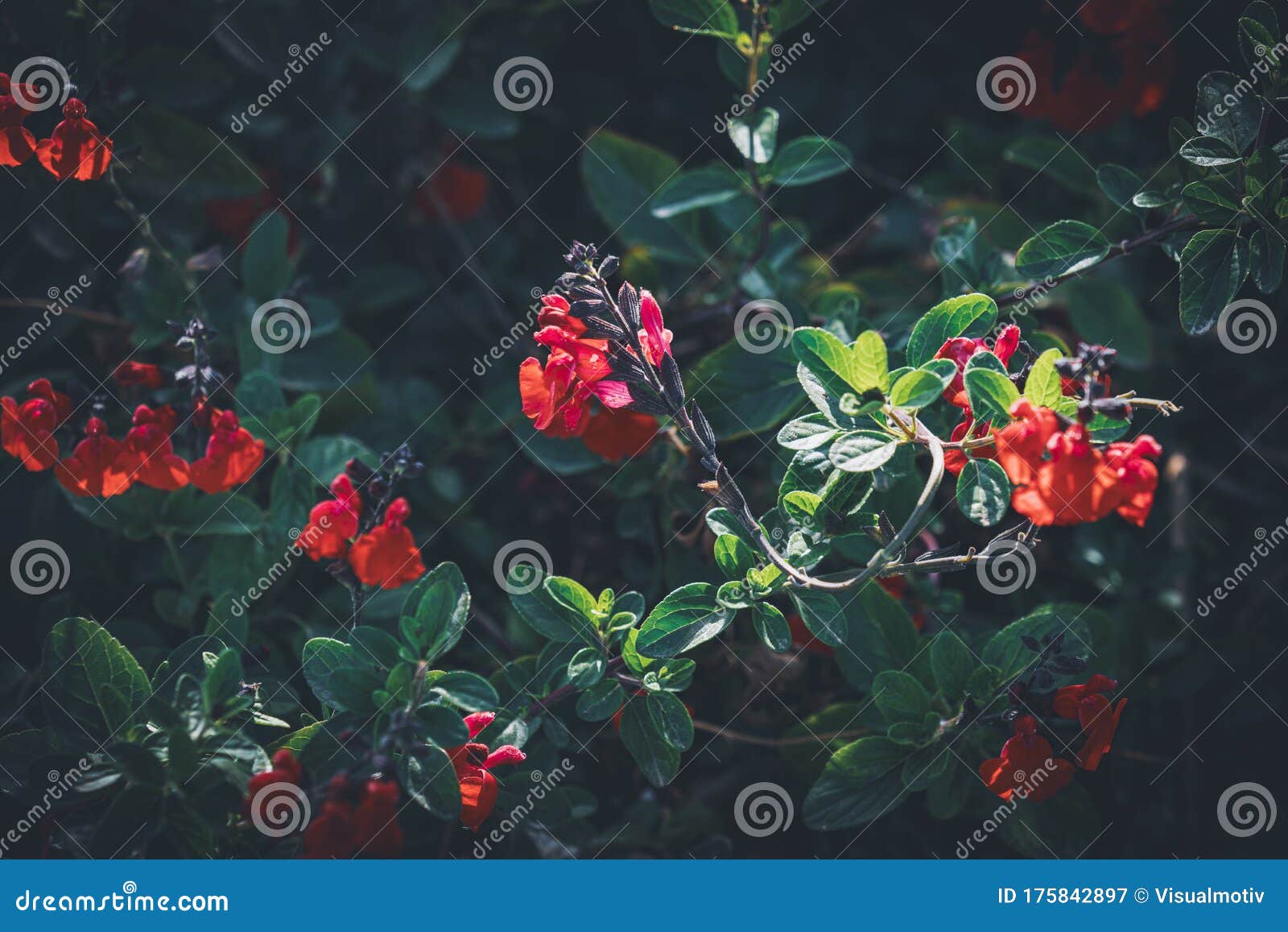flowers of eyelash-leaved sage