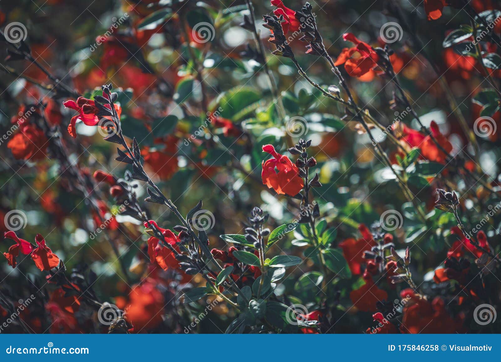 flowers of eyelash-leaved sage