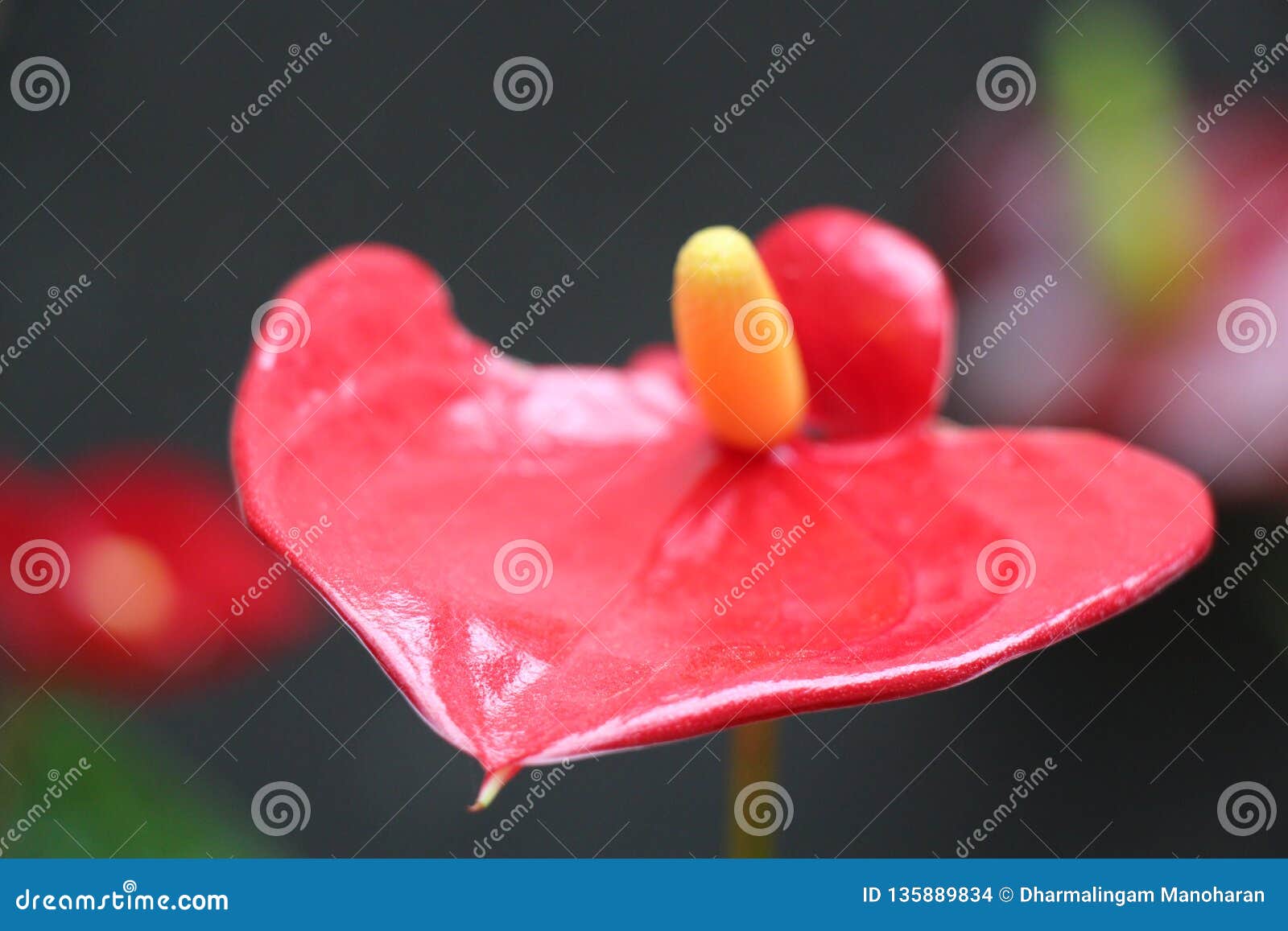 Flowers Face and Color stock photo. Image of click, forest 135889834