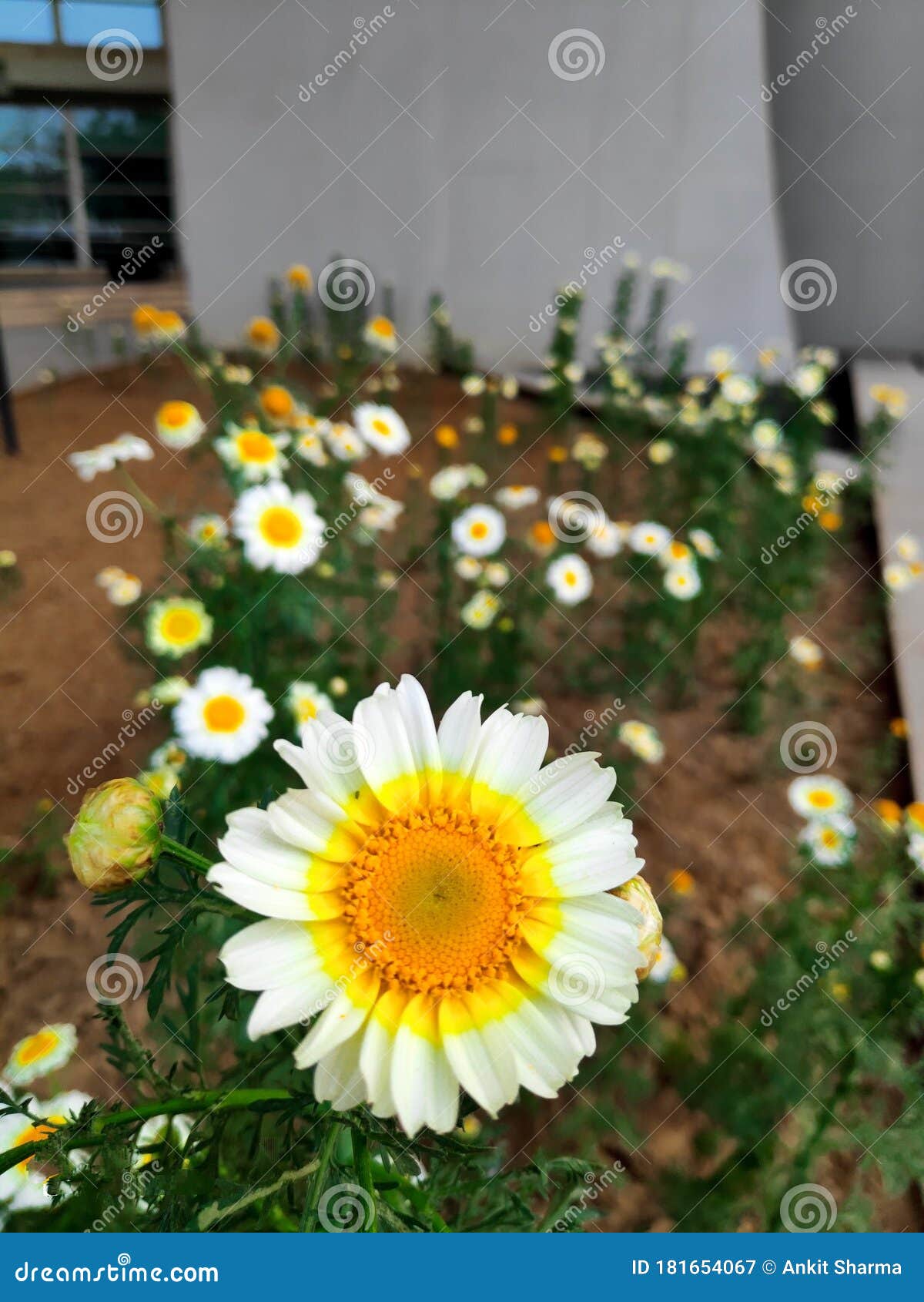 Flowers Facing Sun Blurred Background Stock Image Image of facing, background 181654067