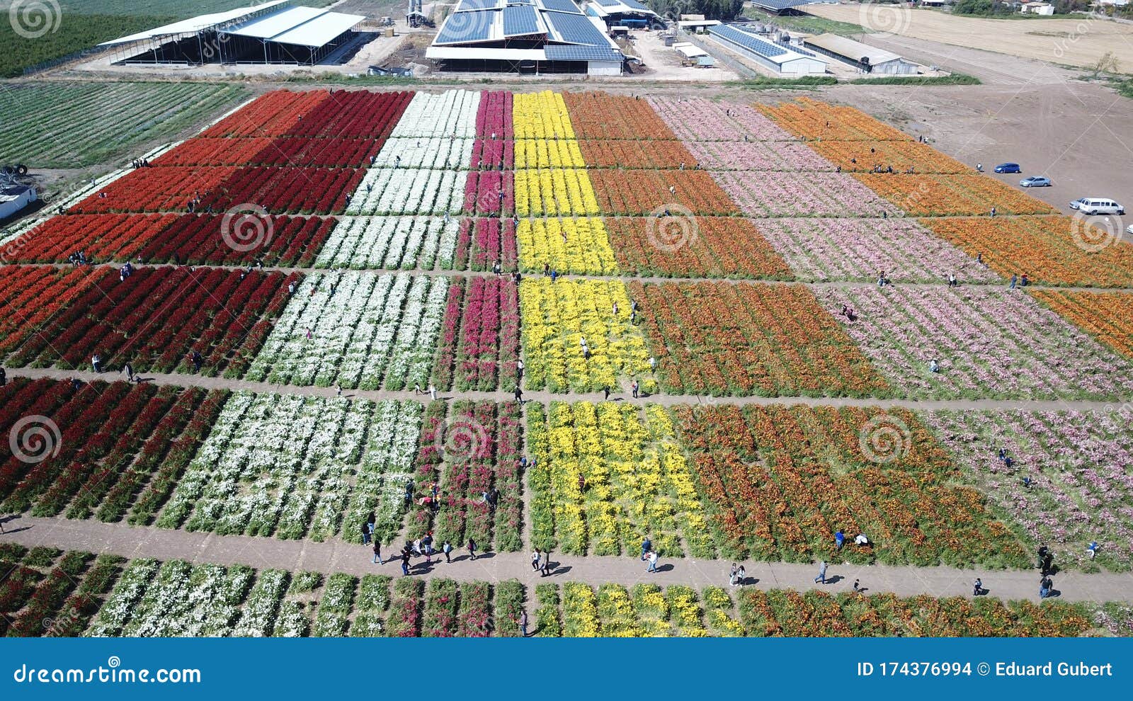Flowers farm , israel stock photo. Image of sunrise - 174376994