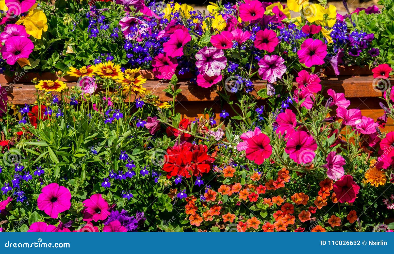 Flowers Field Background Stock Photo Image Of Botanical 110026632