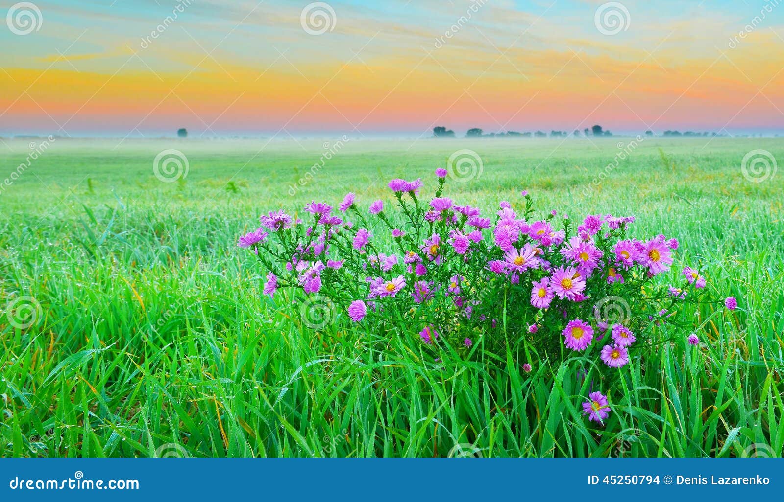 Flowers on the field stock photo. Image of dawn, sunrise 45250794