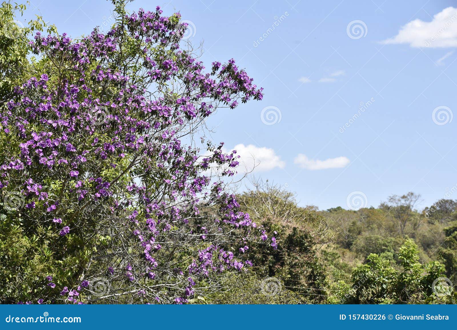 flowers in the field, landscape, nature brazil