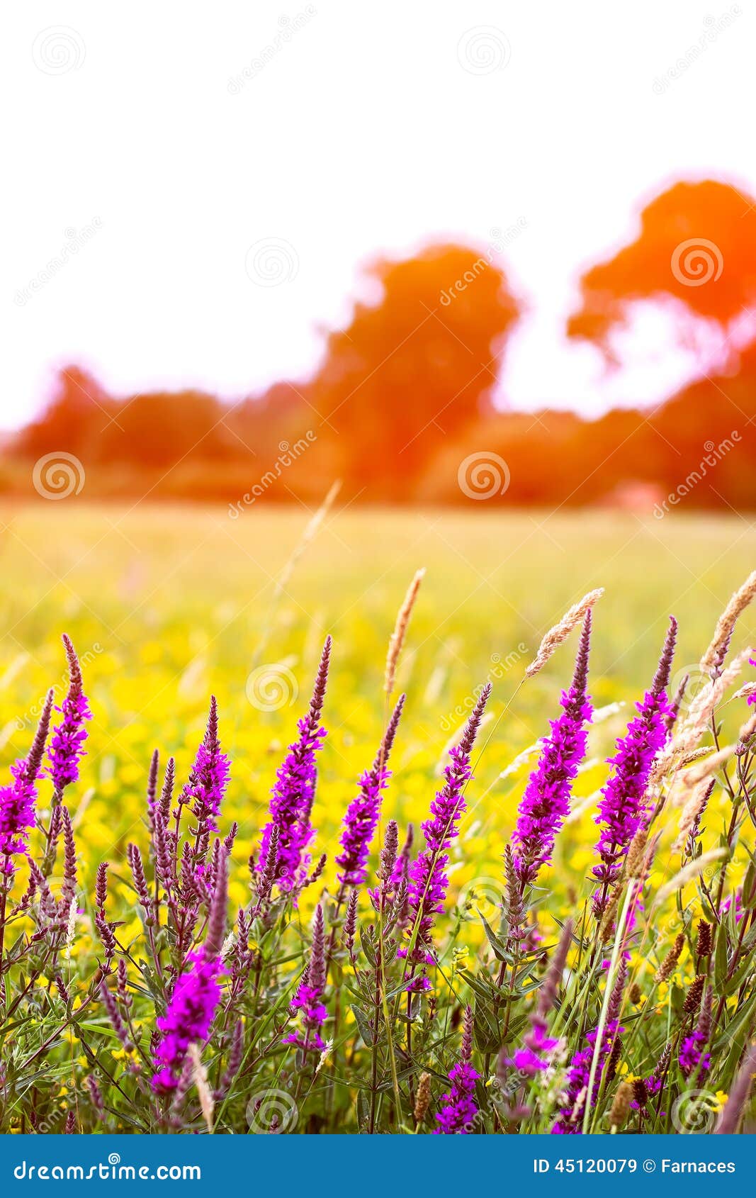 Flowers field stock image. Image of outdoor, green, beautiful 45120079