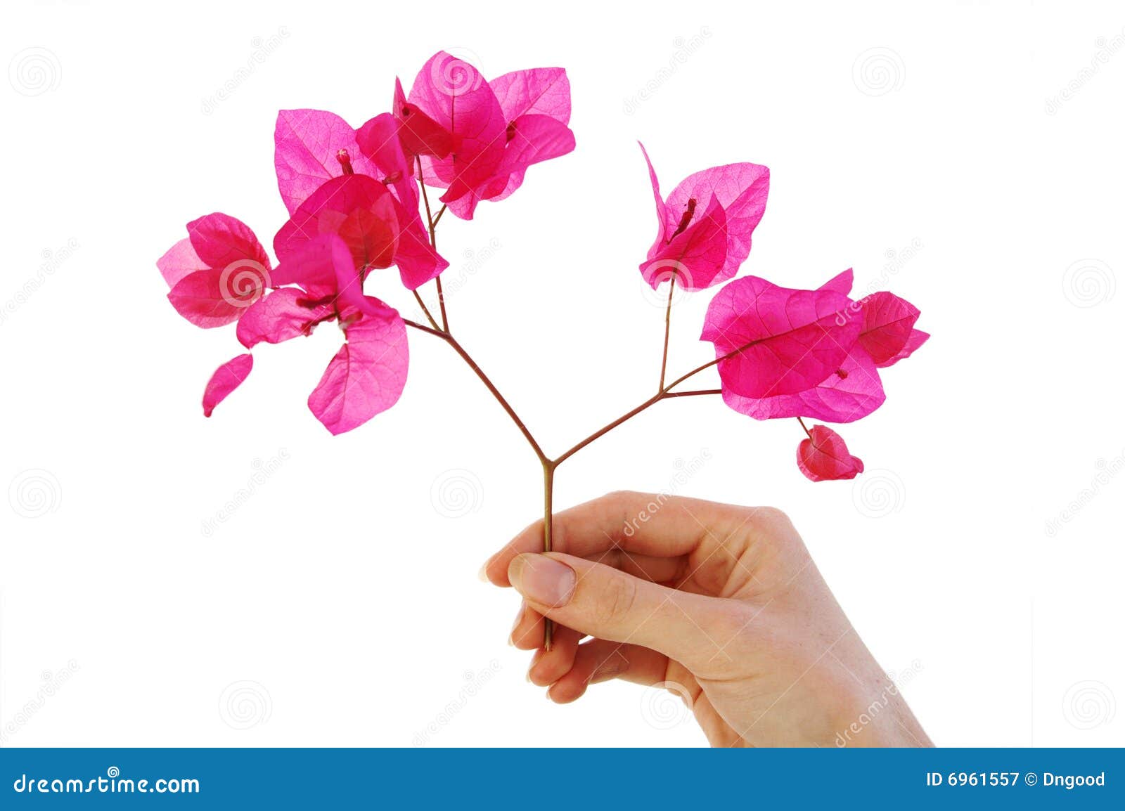 Flowers in fingers stock image. Image of fragility, environmental 6961557