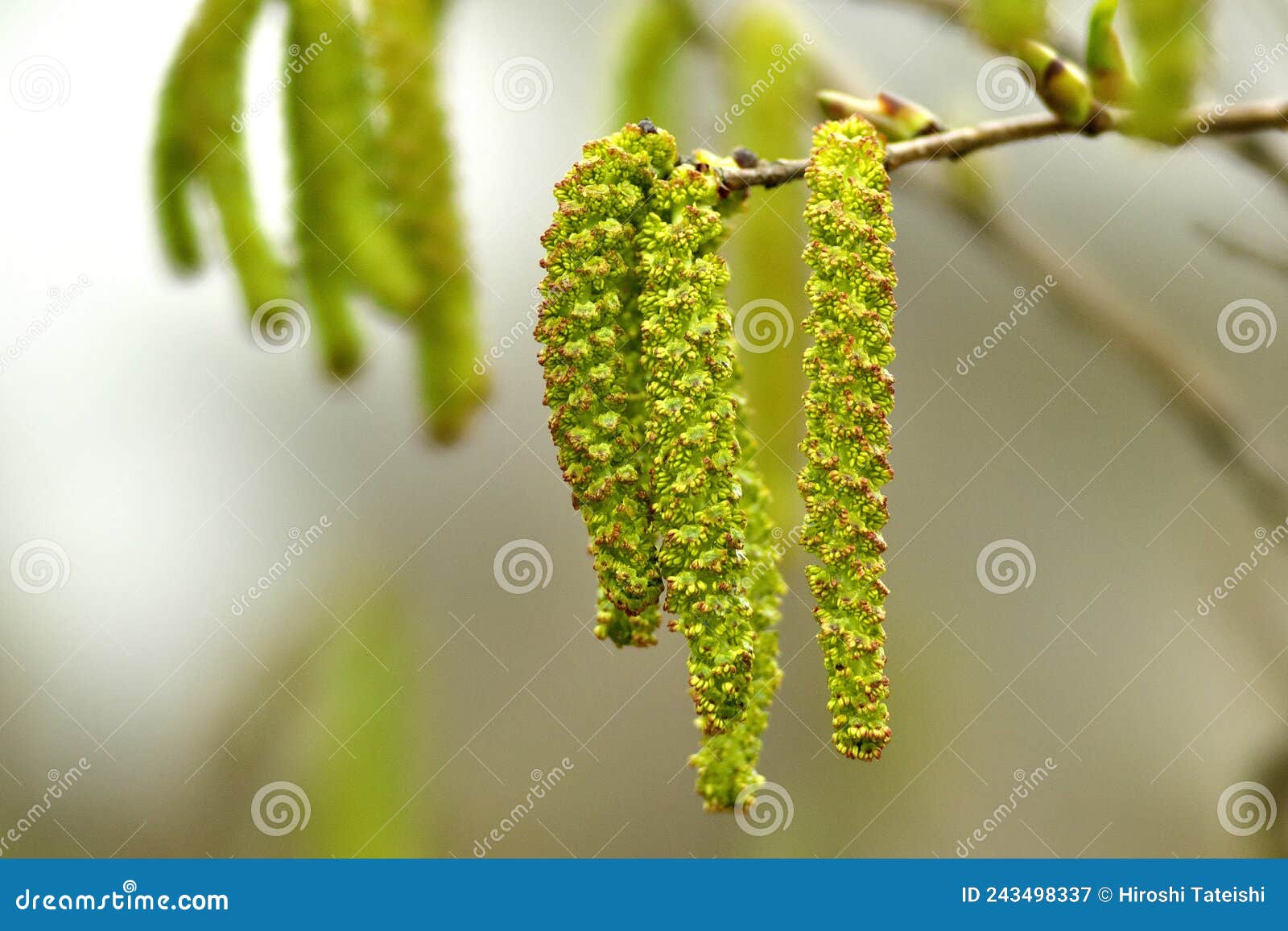 flowers of firma alder or asian alder or japanese green alder or alnus firma in spring