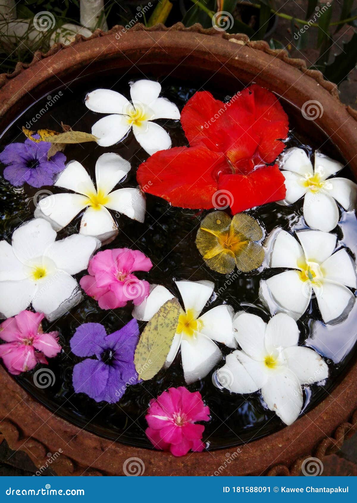 Flowers Floating on Earthenware Pots Stock Image Image of design