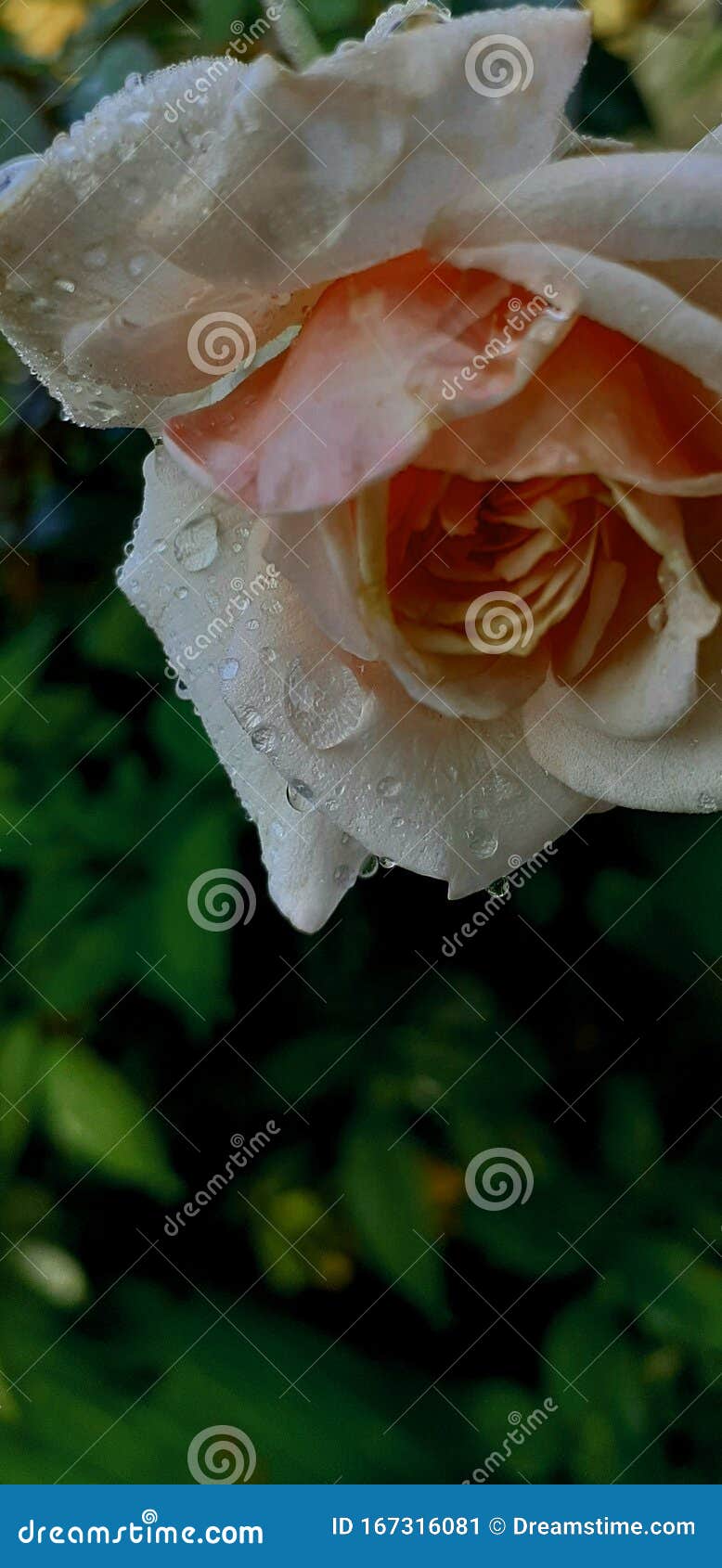 Flowers that flourish stock image. Image of green, leaf 167316081