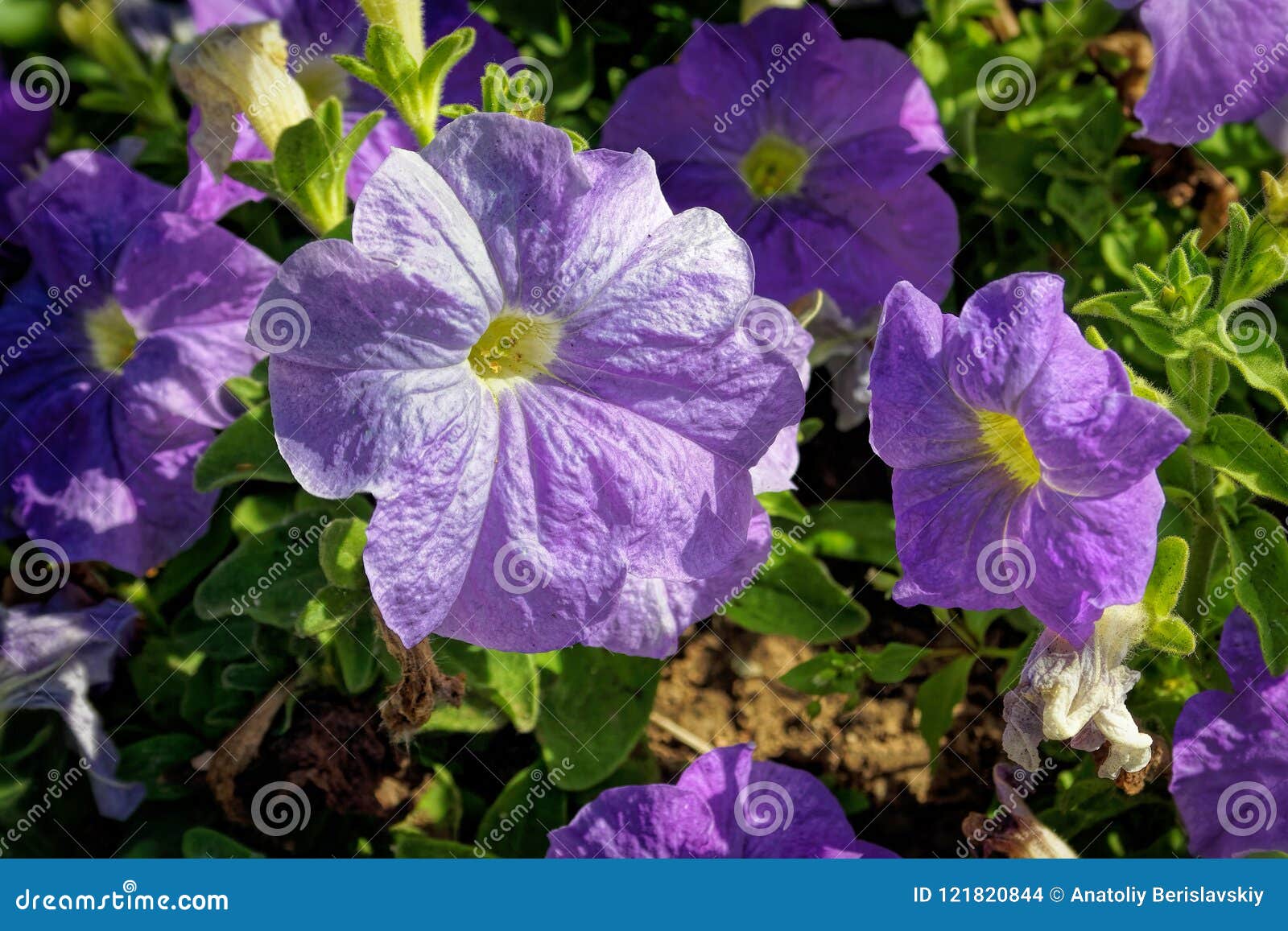 Flowers on a Flower Bed in a Park Stock Photo - Image of outdoor ...