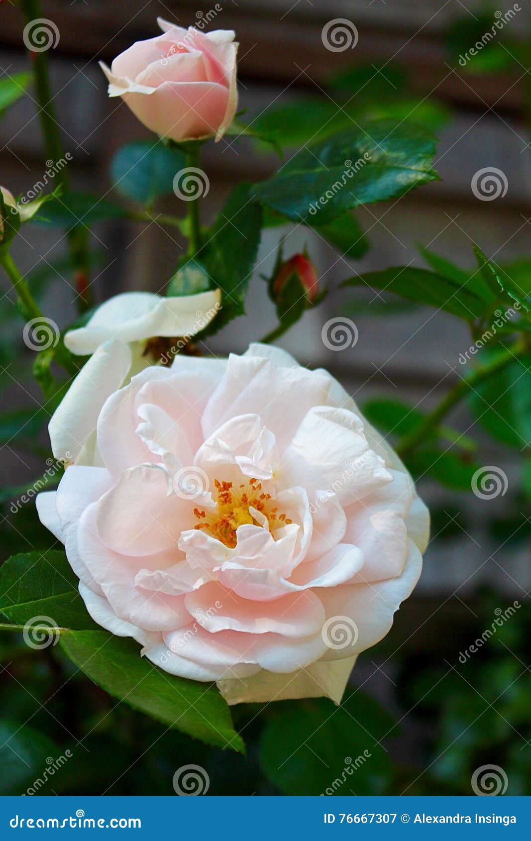 Flowers stock image. Image of pink, bridgehampton, pretty 76667307