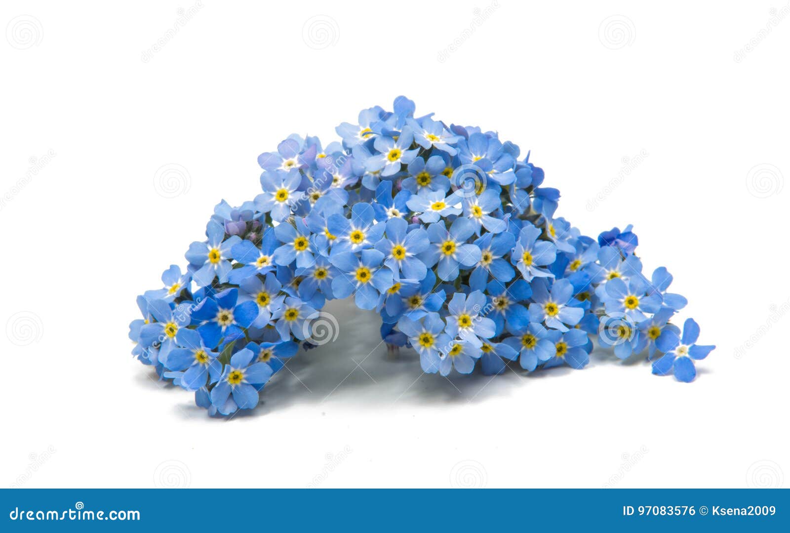 Flowers of stock photo. Image of 97083576