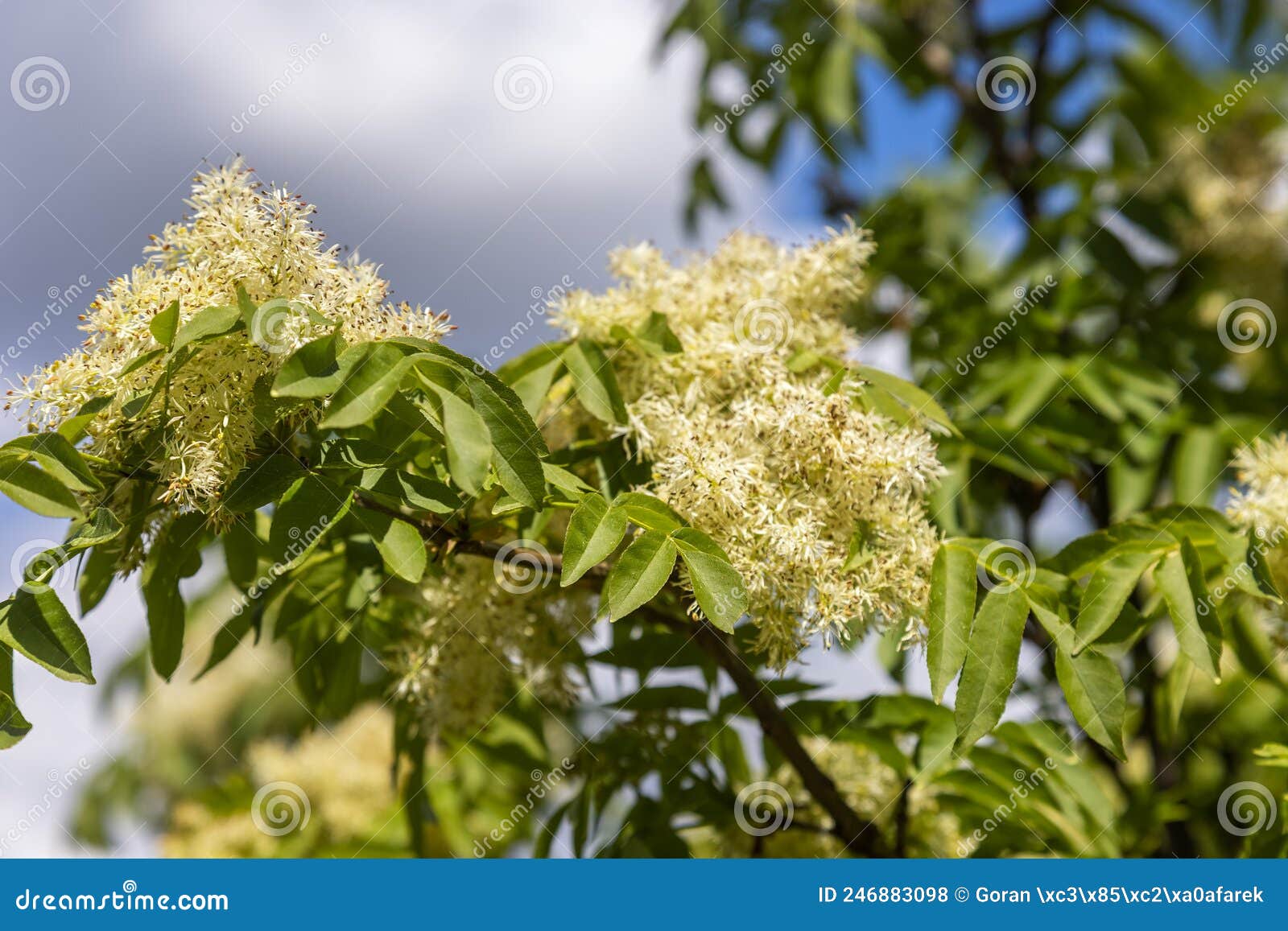 The Flowers of Fraxinus Ornus Stock Photo - Image of nature, people ...