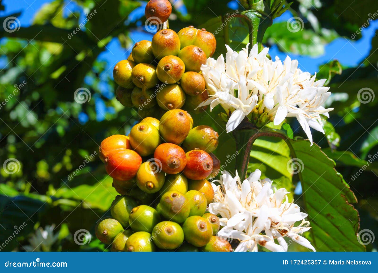 O fruto de uma árvore de café