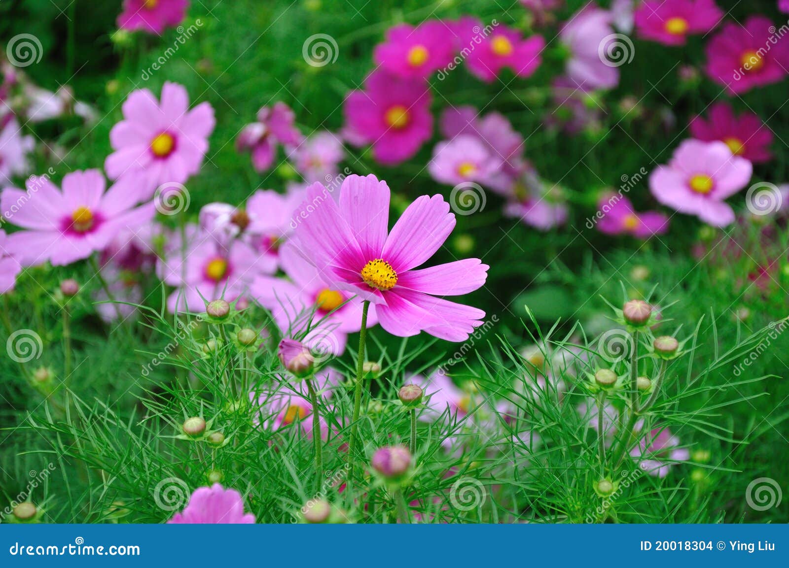 Flowers in full bloom stock photo. Image of warm, nature 20018304