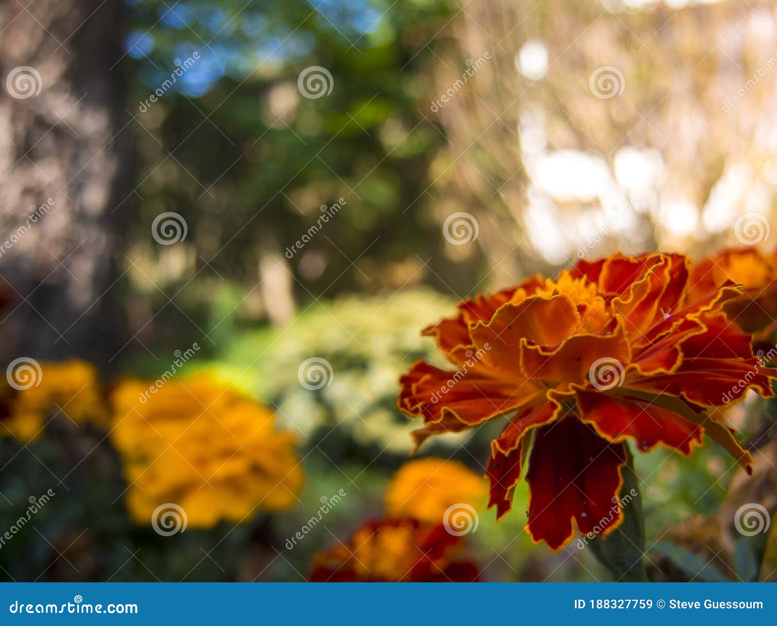 Flowers in full sunlight stock image. Image of full 188327759