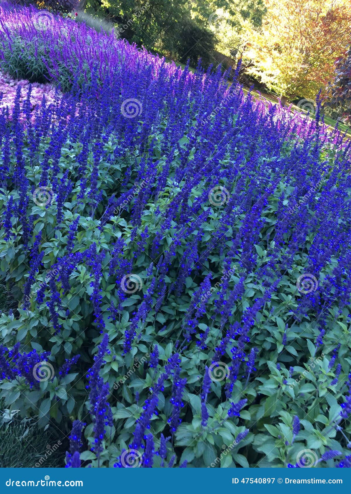 Flowers stock image. Image of delphinium, hyssopus, shrub 47540897