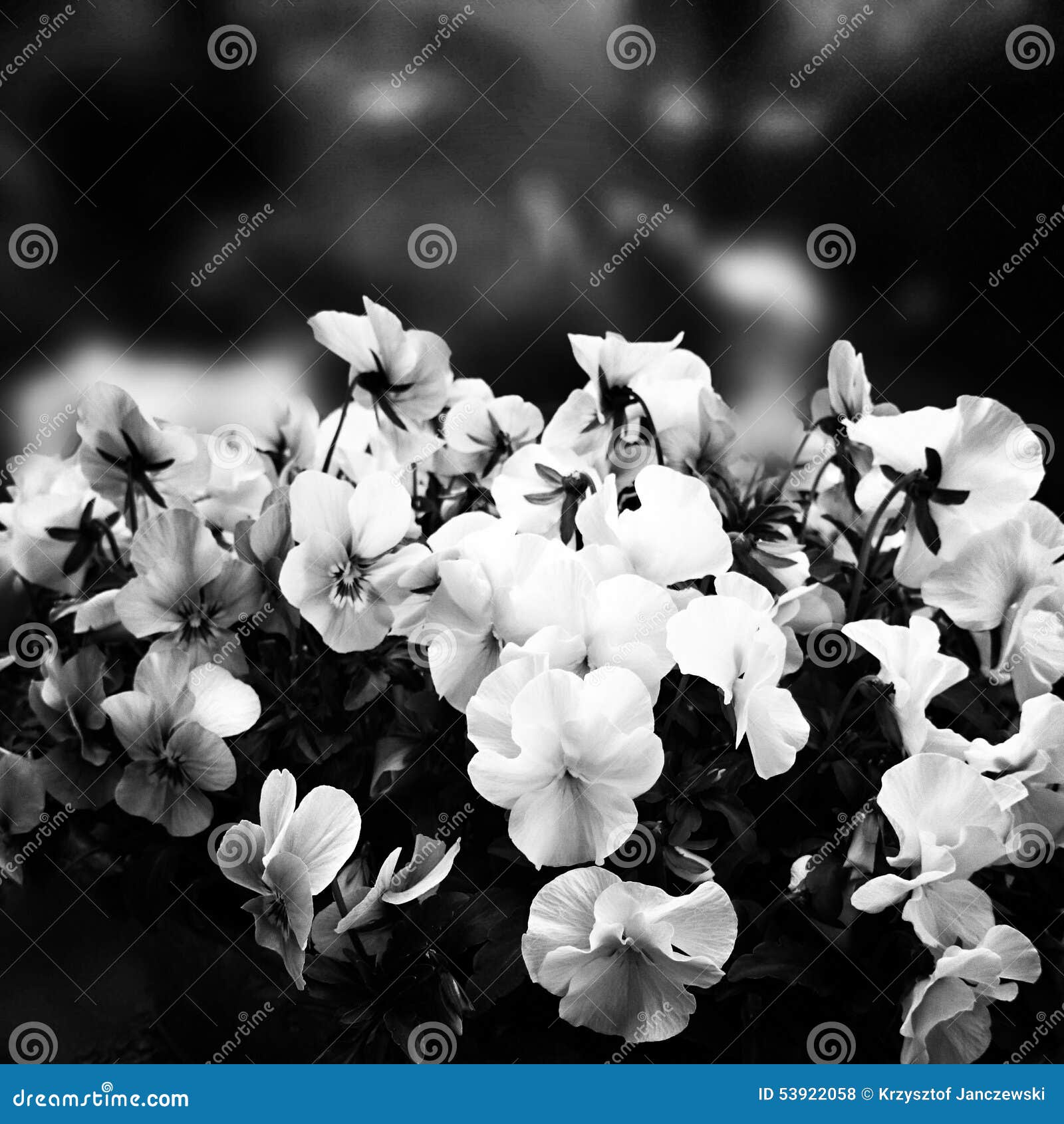 Flowers in the Garden. Artistic Look in Black and White. Stock Photo ...