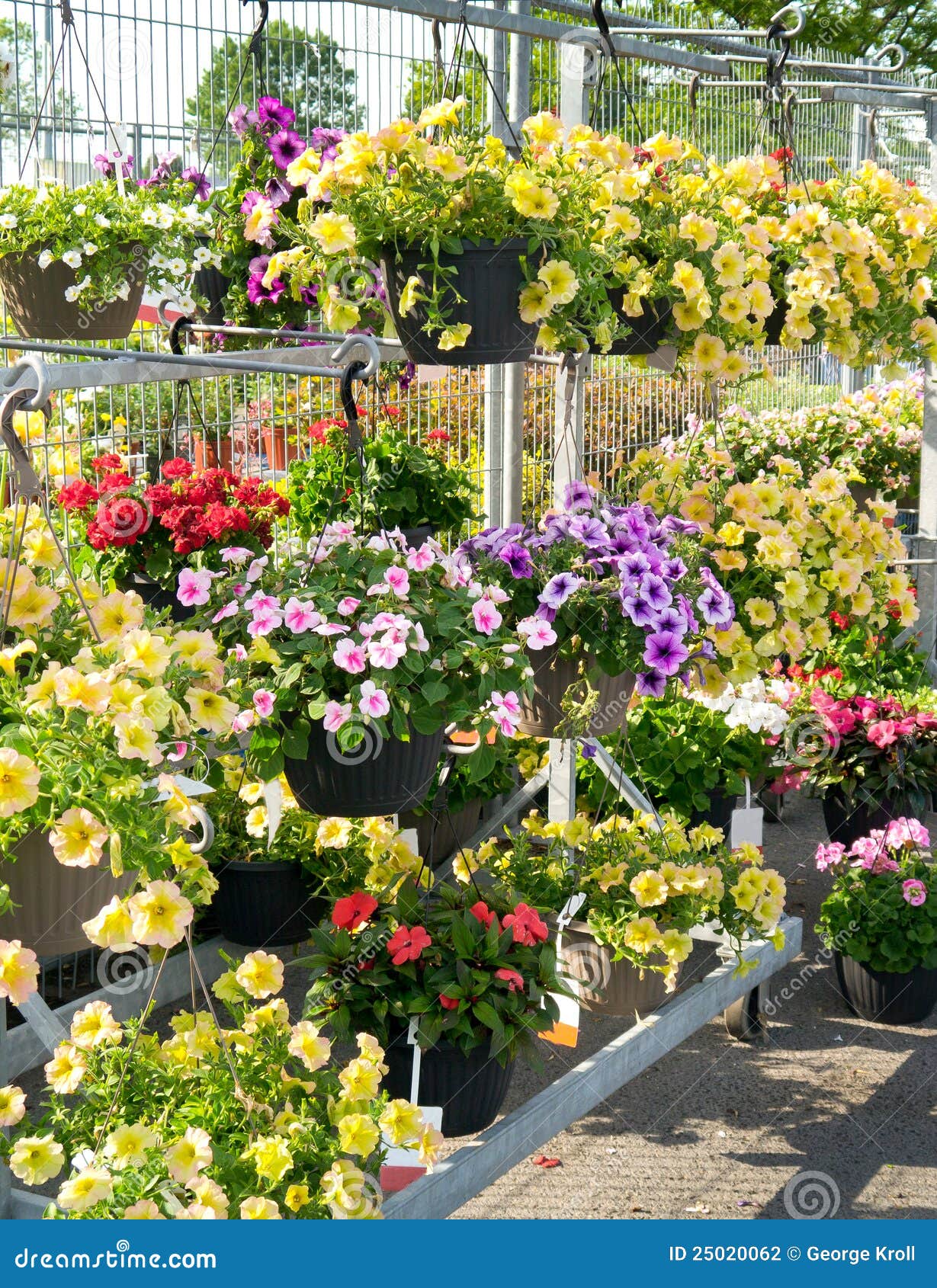 Flowers in Garden Center stock photo. Image of spring 25020062