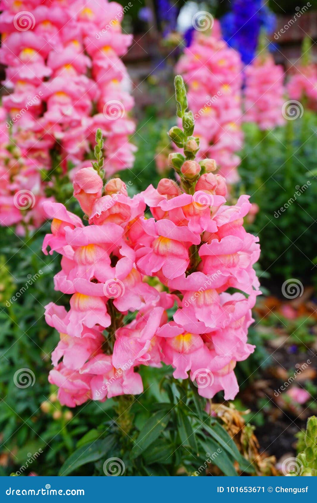 Flowers In Garden Of Museum In Jacksonville Florida Stock Image