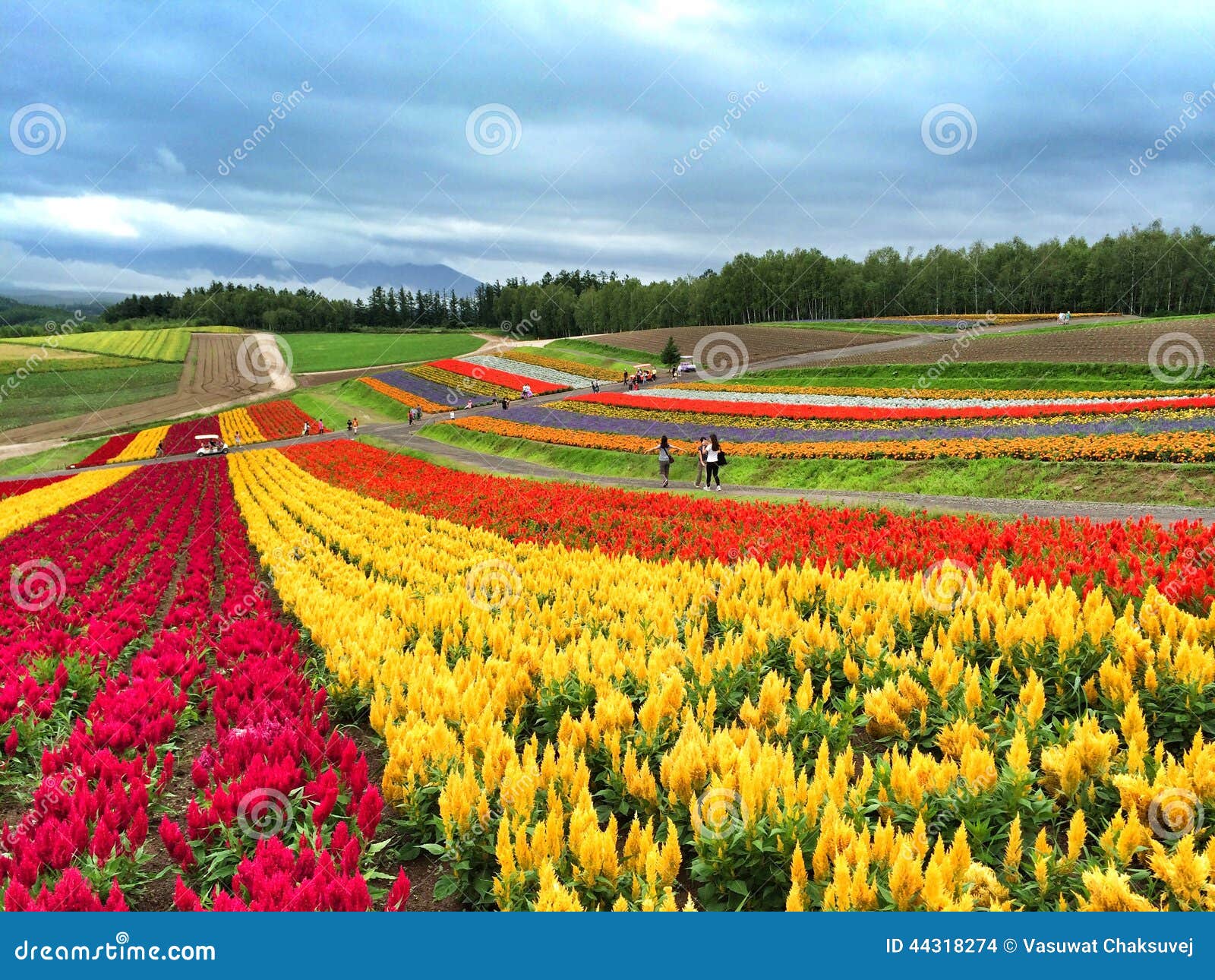 flowers garden in furano stock photo. image of natural - 44318274