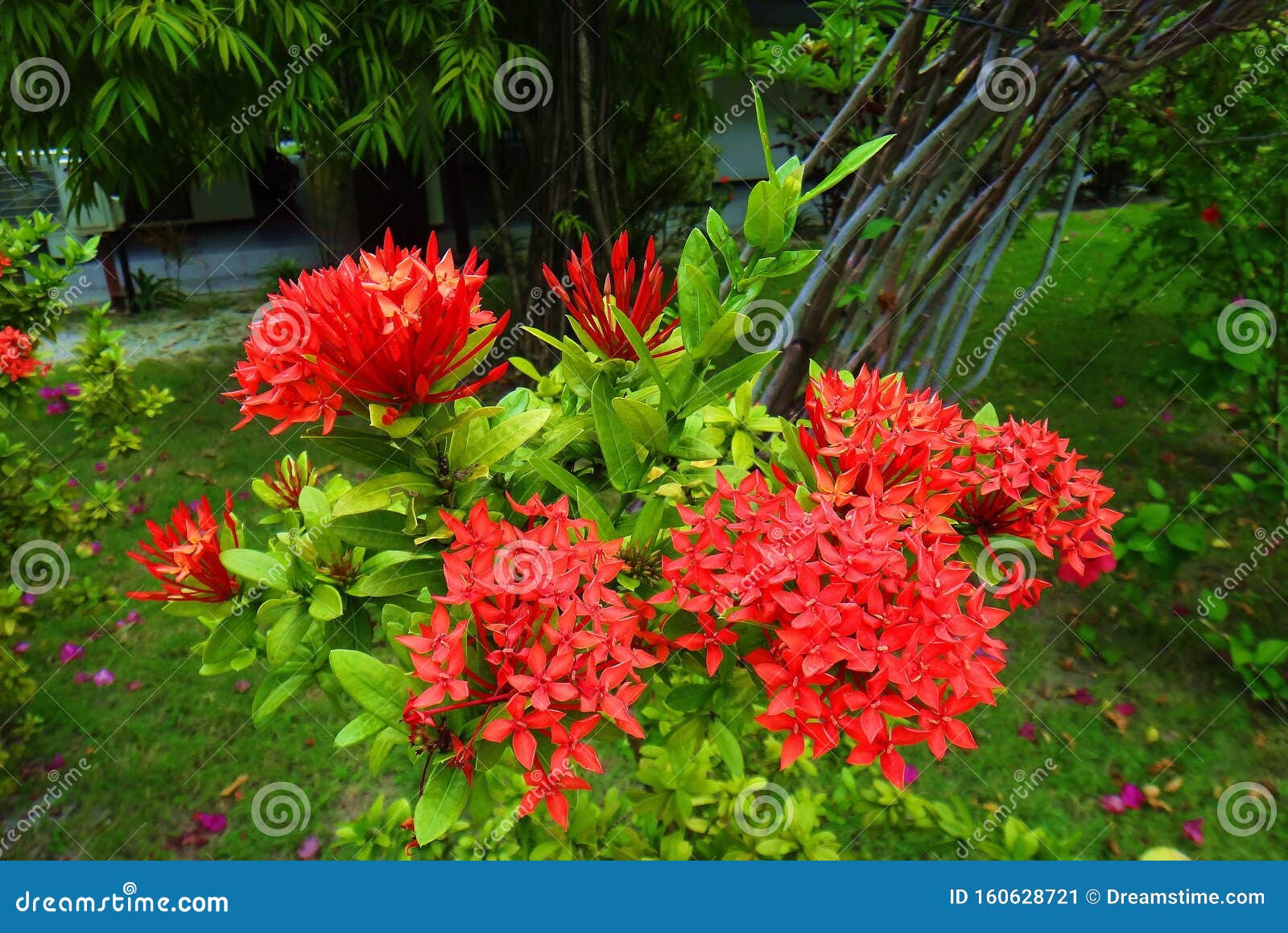 Flowers in Garden Maldives Islands Stock Image Image of flora
