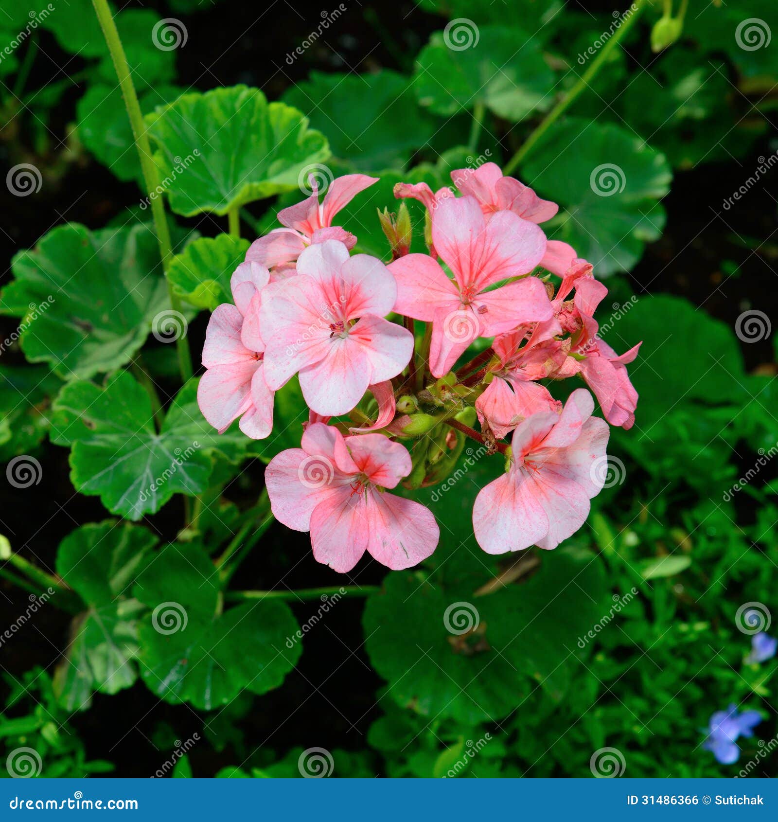 Flowers in garden stock photo. Image of closeup, color 31486366