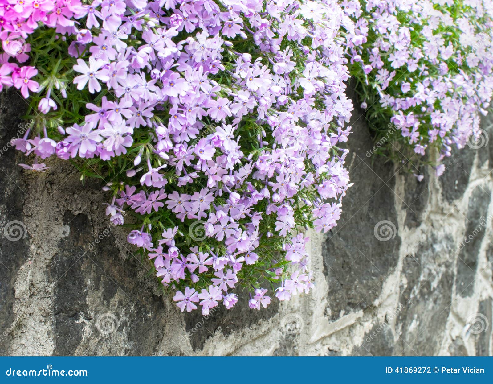 Flowers on the garden wall stock photo. Image of outdoors 41869272