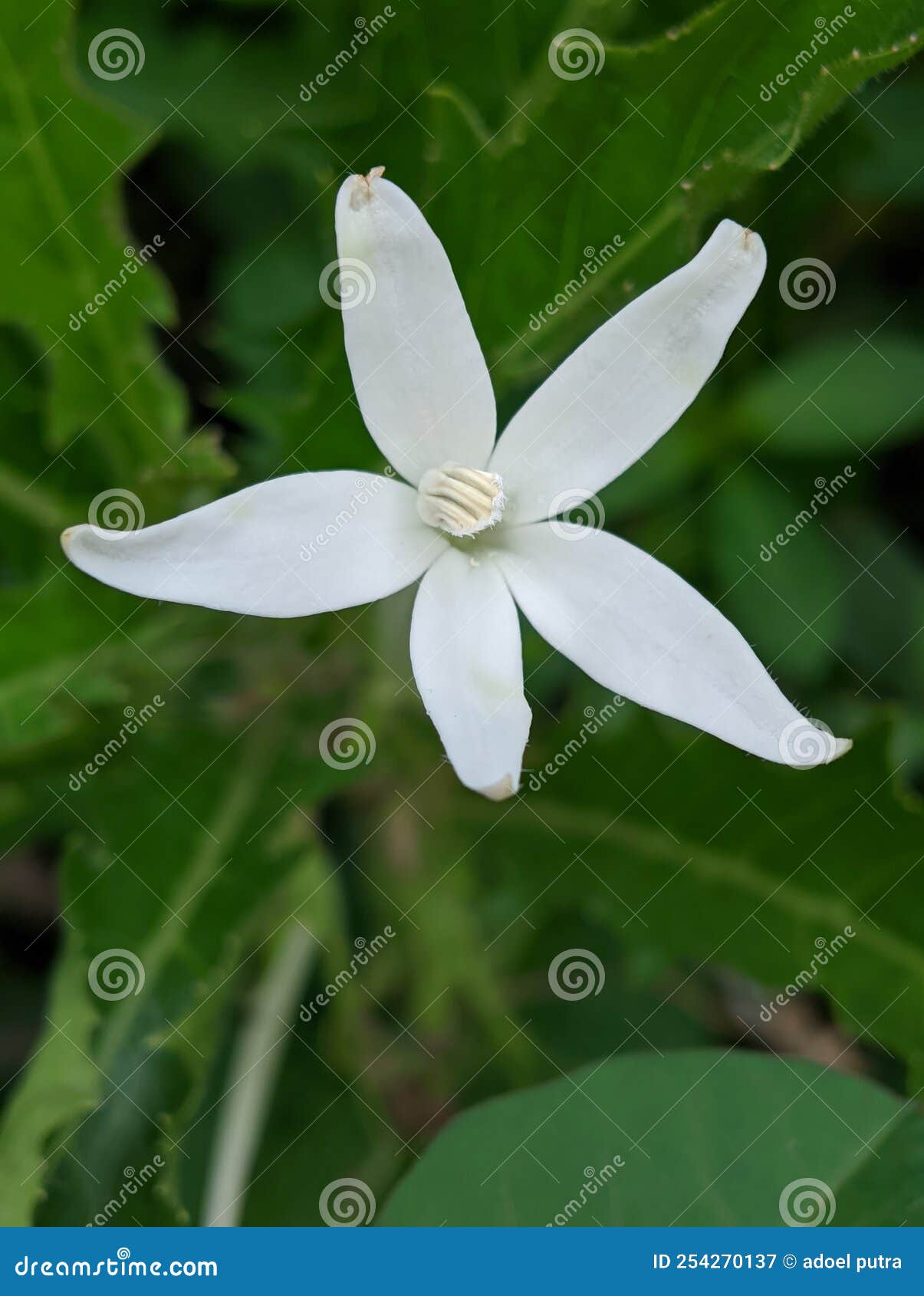 Flowers in gardens stock image. Image of nature, meadow 254270137