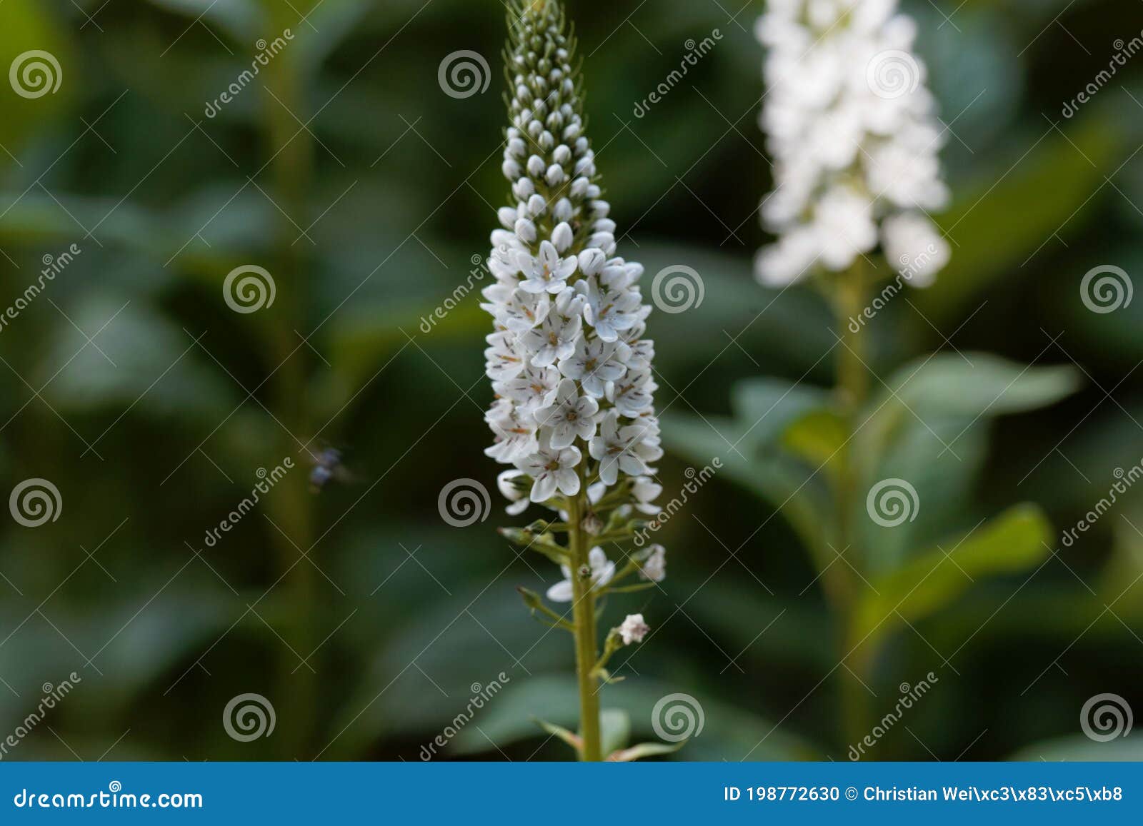 Flowers of a Gooseneck Loosestrife, Lysimachia Clethroides Stock ...