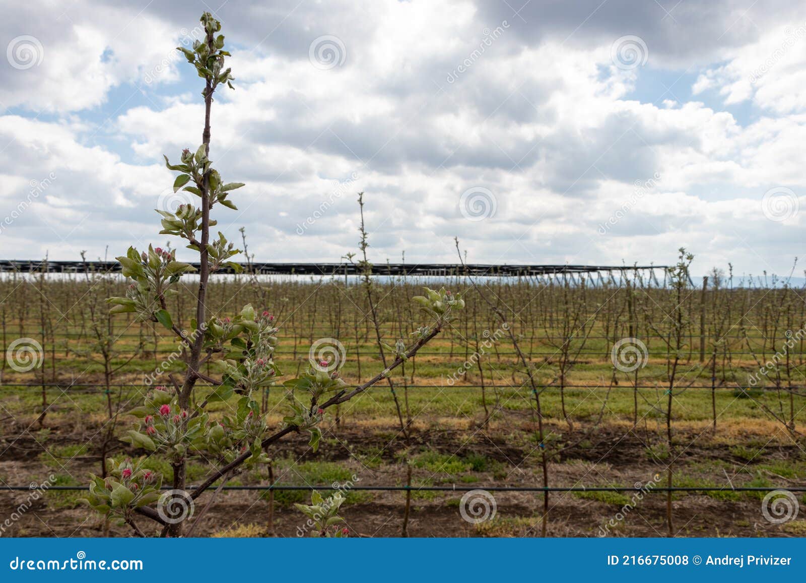 Flowers on the Granny Smith Apple Trees in April Stock Photo Image of bright, march 216675008
