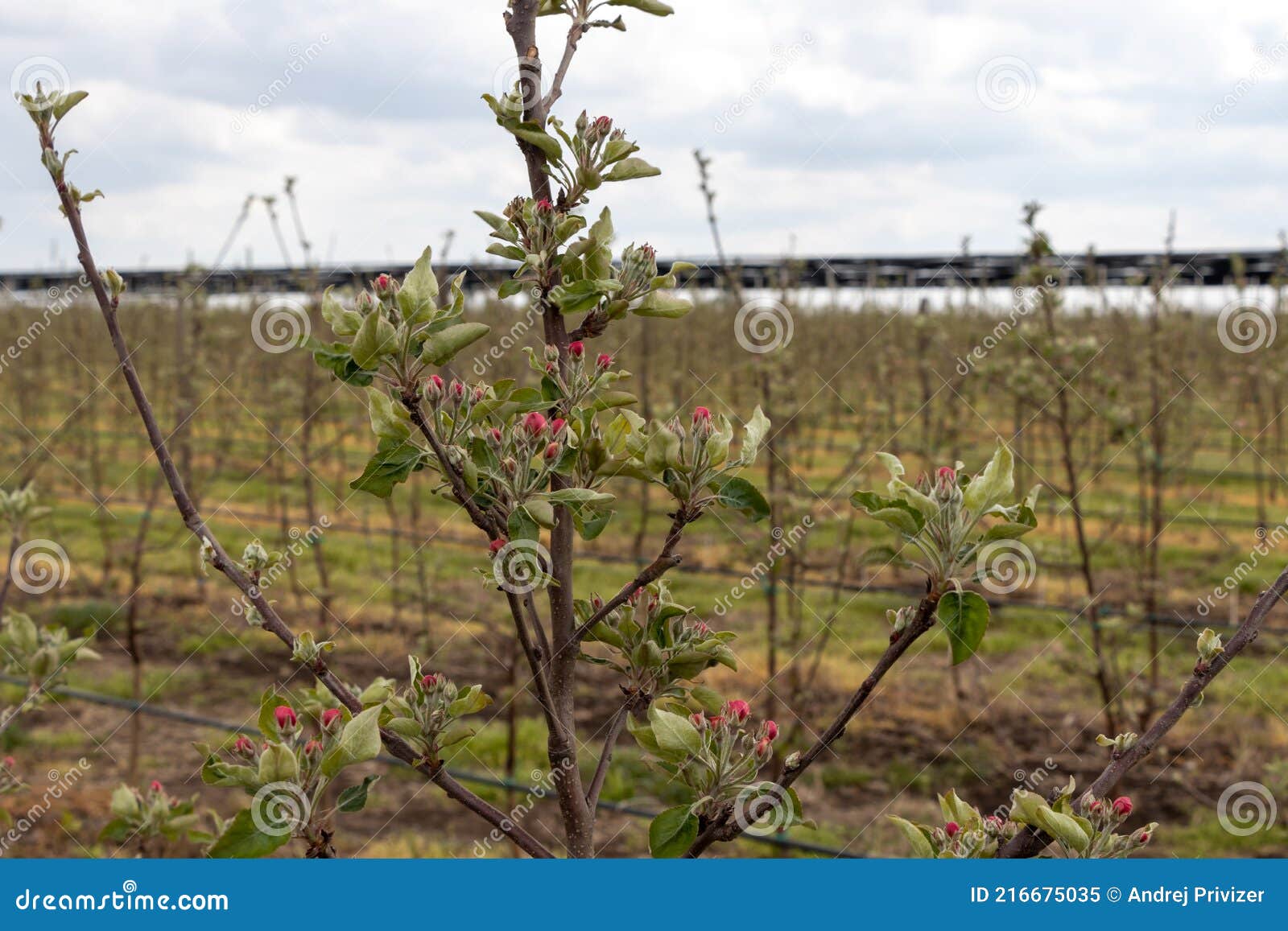 Flowers on the Granny Smith Apple Trees in April Stock Image Image of element, bright 216675035
