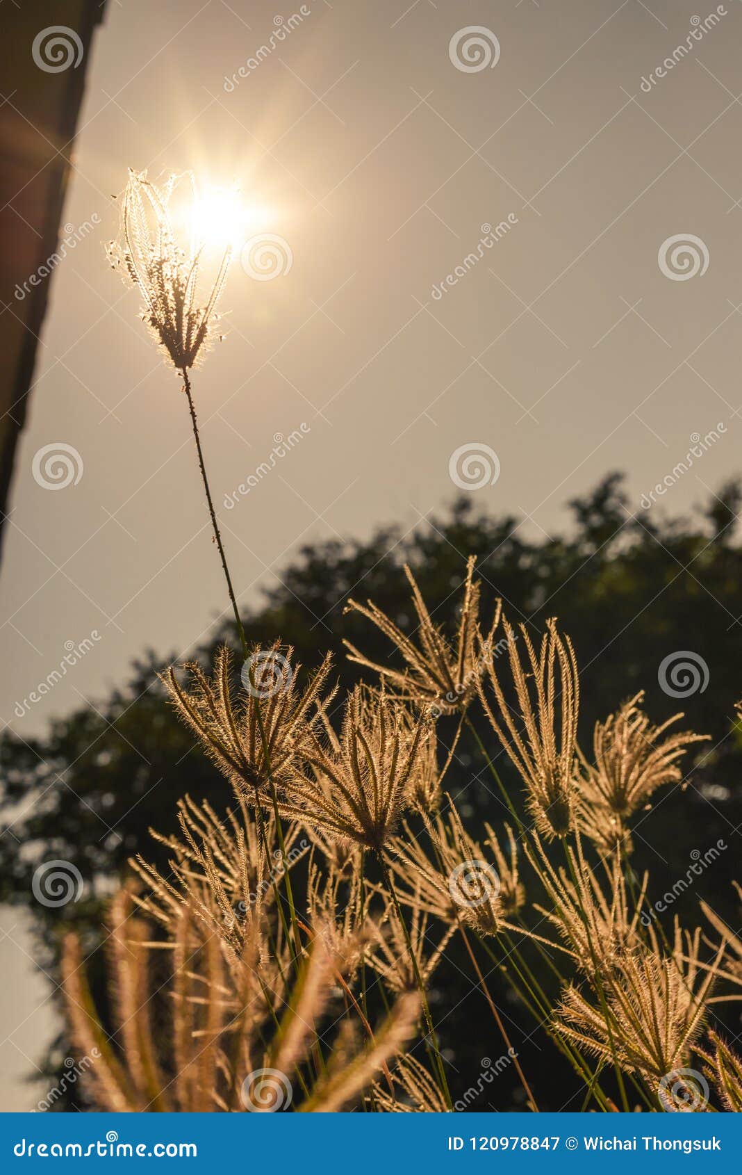 Flowers Grass Reverse Sunlight Stock Image Image of garden, green