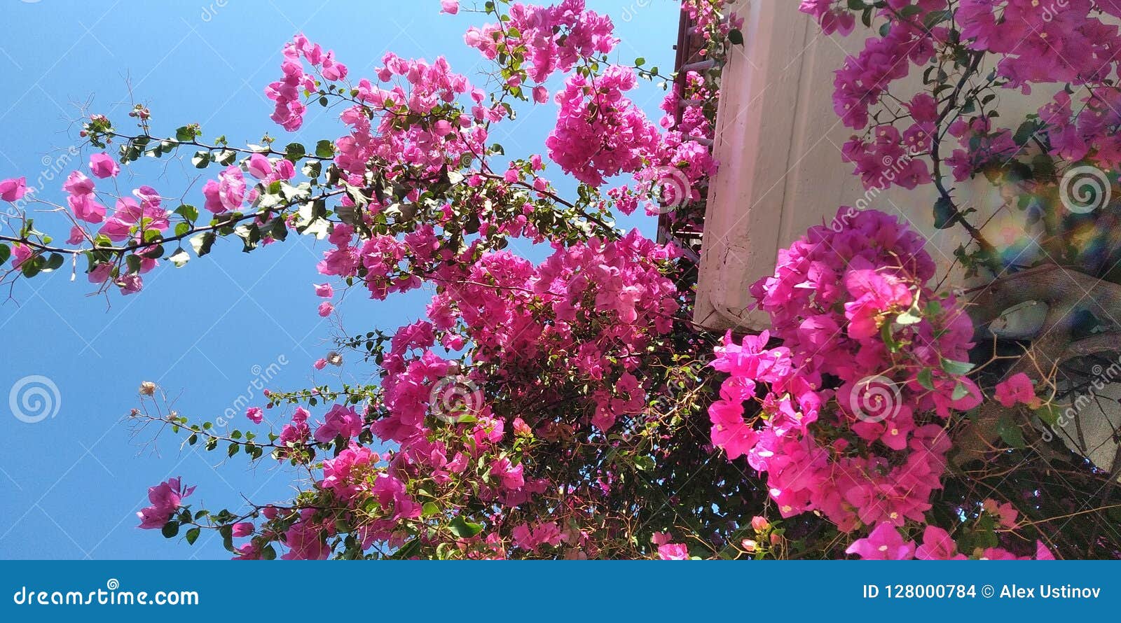 Flowers in Greece stock photo. Image of sunset, holidays 128000784