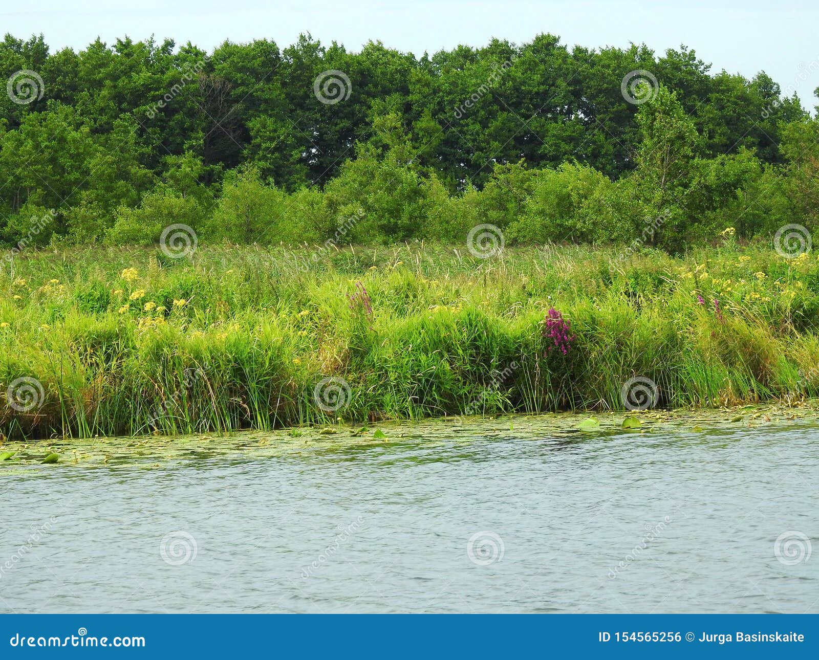 Compliment Informeer toelage Flowers and Green Grass Near Chanel, Lithuania Stock Photo - Image of  lithuania, flora: 154565256