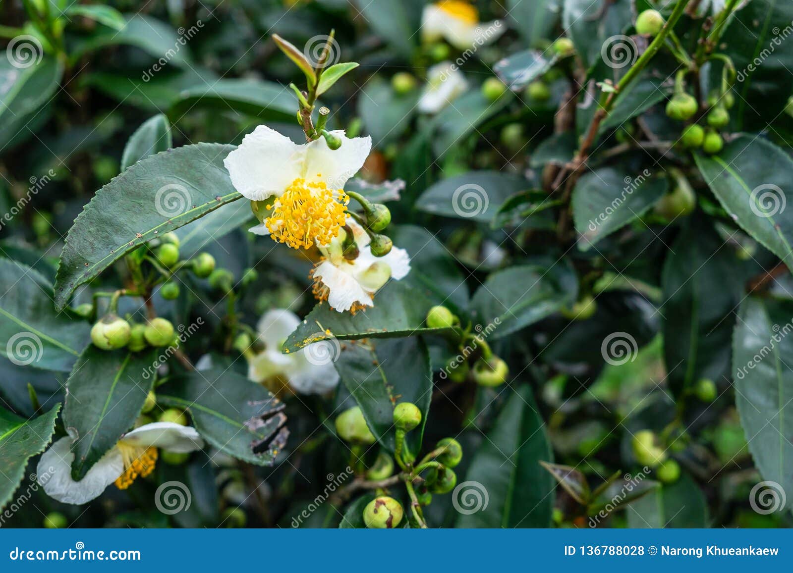Flowers of green tea stock photo. Image of aroma, bloom 136788028