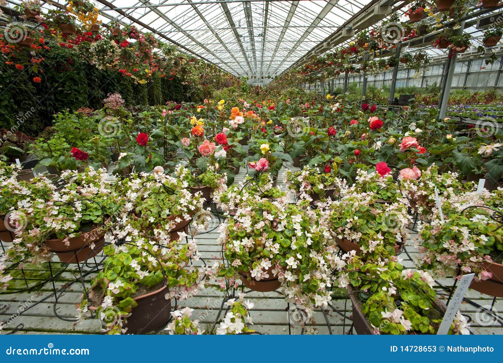 Flowers in greenhouse stock image. Image of growing, blooming 14728653